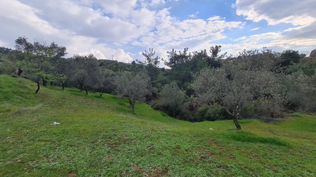 Havran Tepeoba Da Satılık 3.200 M² Zeytinlik