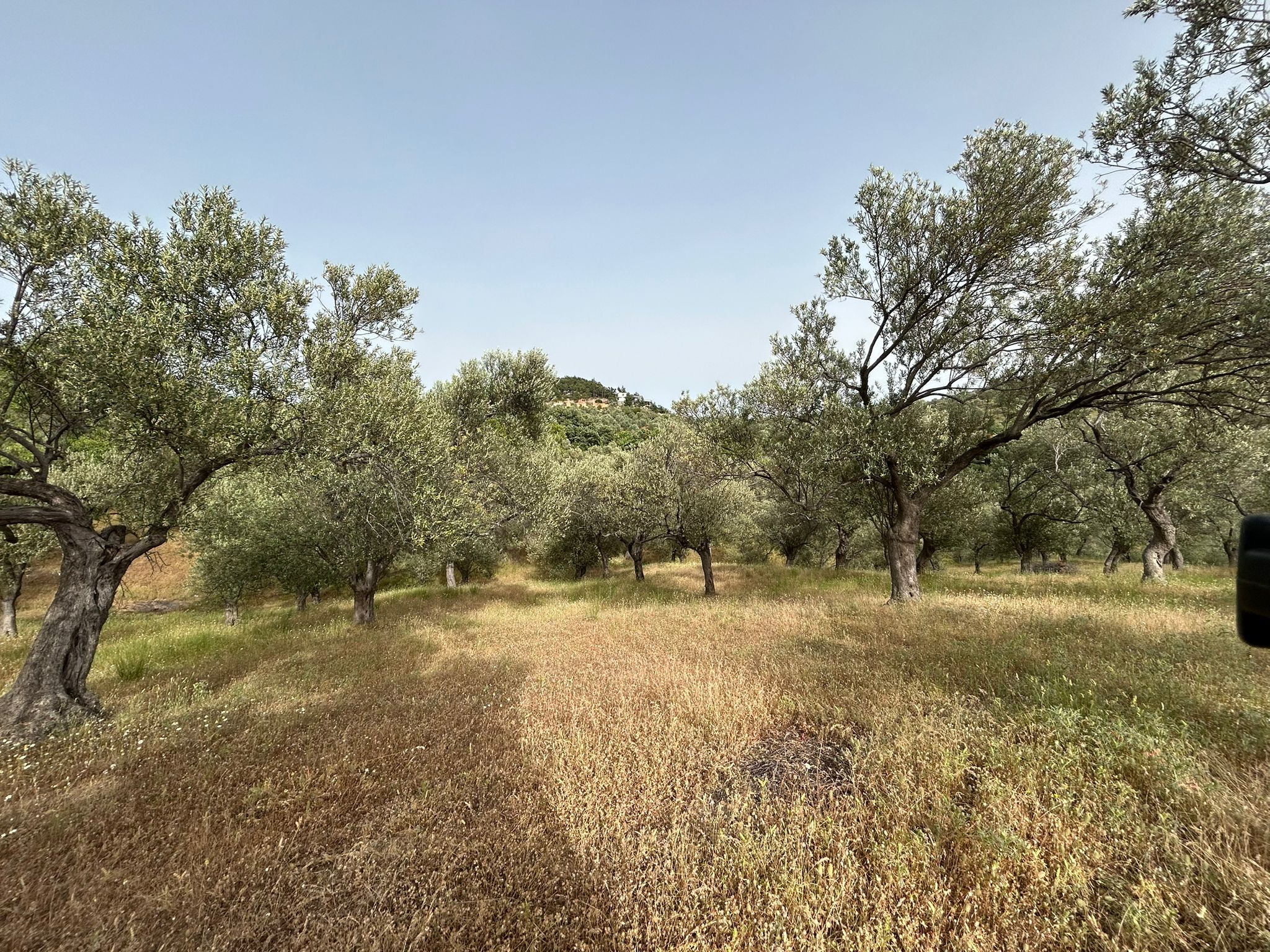 TAHTAKUŞLAR'DA SATILIK 459 M2 ZEYTİNLİK