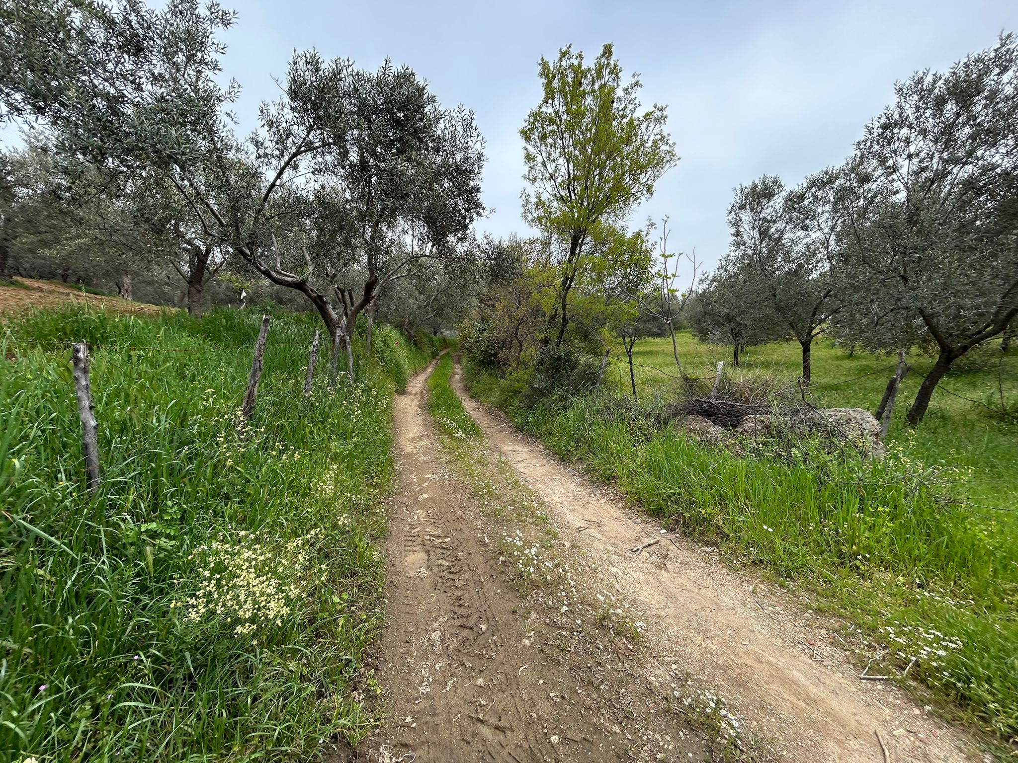 BALIKESİR EDREMİTİN EN GÖZDE KÖYÜNDE SATILIK 2 DÖNÜM ZEYTİNLİK