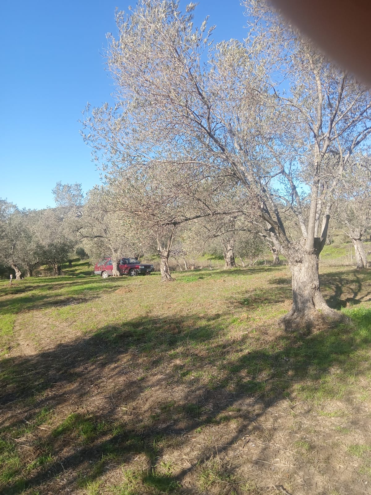 Sarnıç'ta 2,5 Dönüm Satılık Zeytinlik