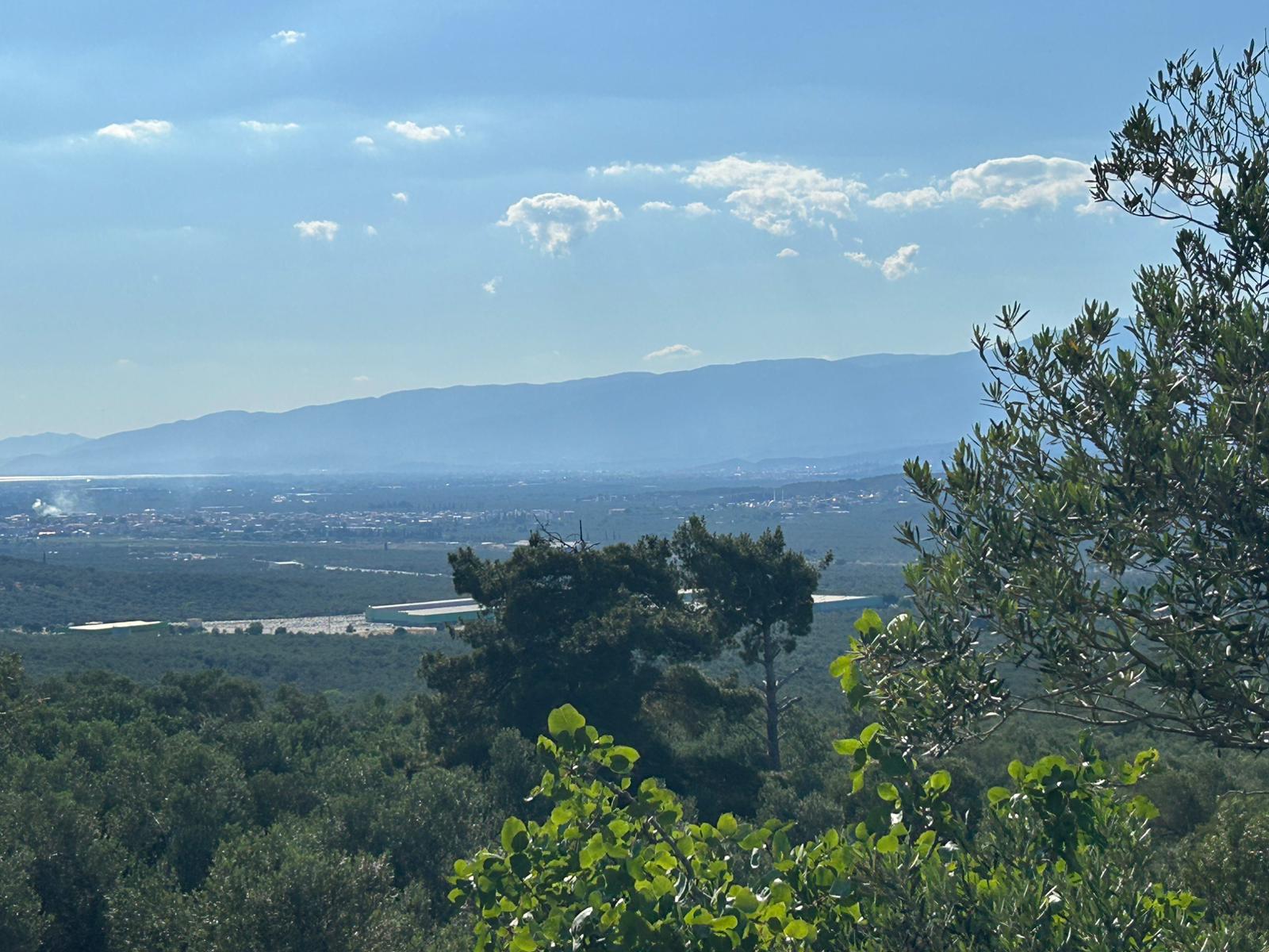 Köylüce 'de Satılık 12.728 M2 Zeytinlik