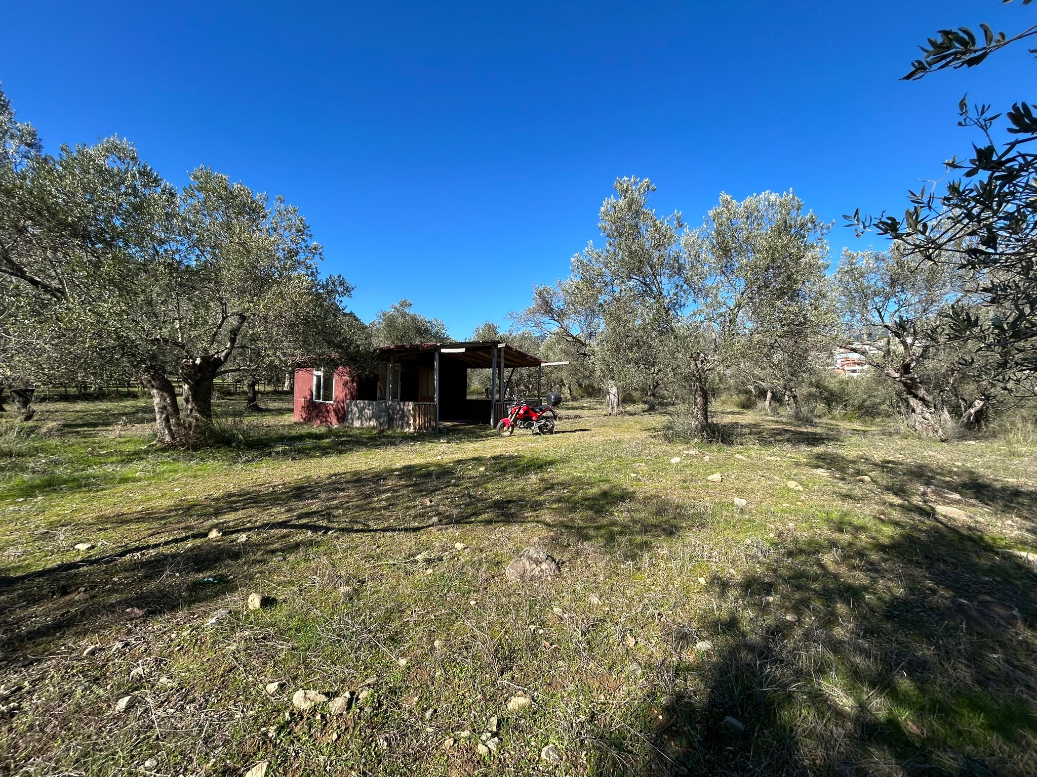 Dereli 'de Satılık 3659 M2 Müstakil Tapulu Zeytinlik