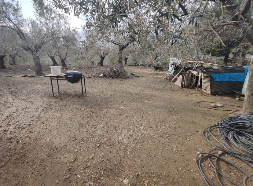 Balıkesir Edremit Kızılkeçili’de Satılık Zeytinlik