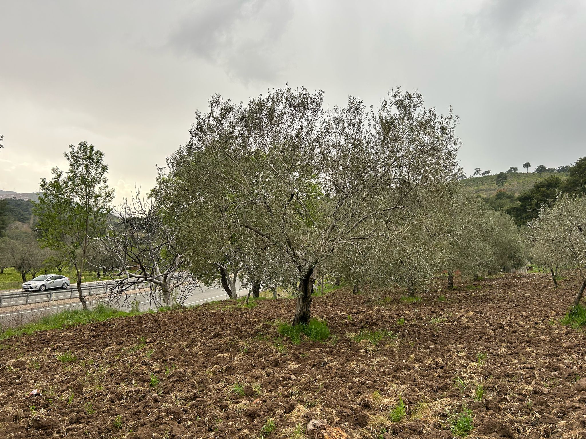 Balıkesir Edremit Karayoluna Cepheli 4 Dönüm Tarla