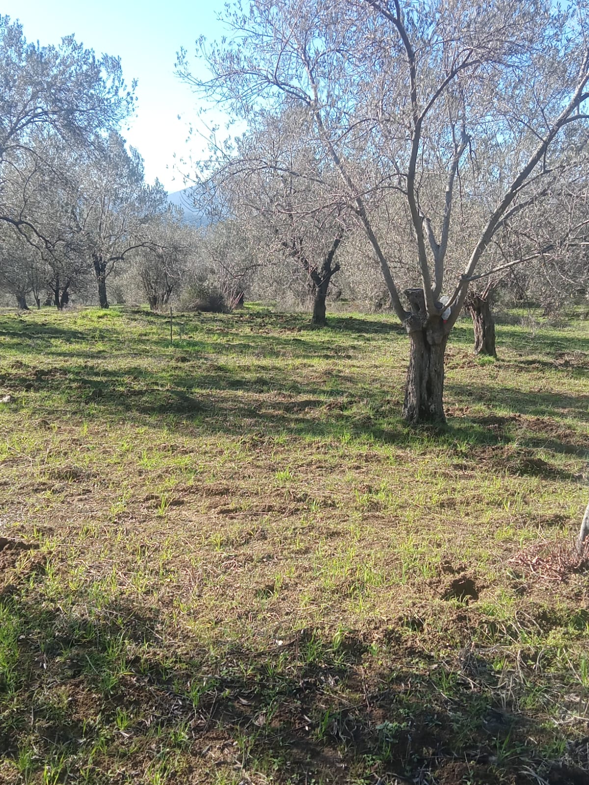 Sarnıç'ta 2,5 Dönüm Satılık Zeytinlik