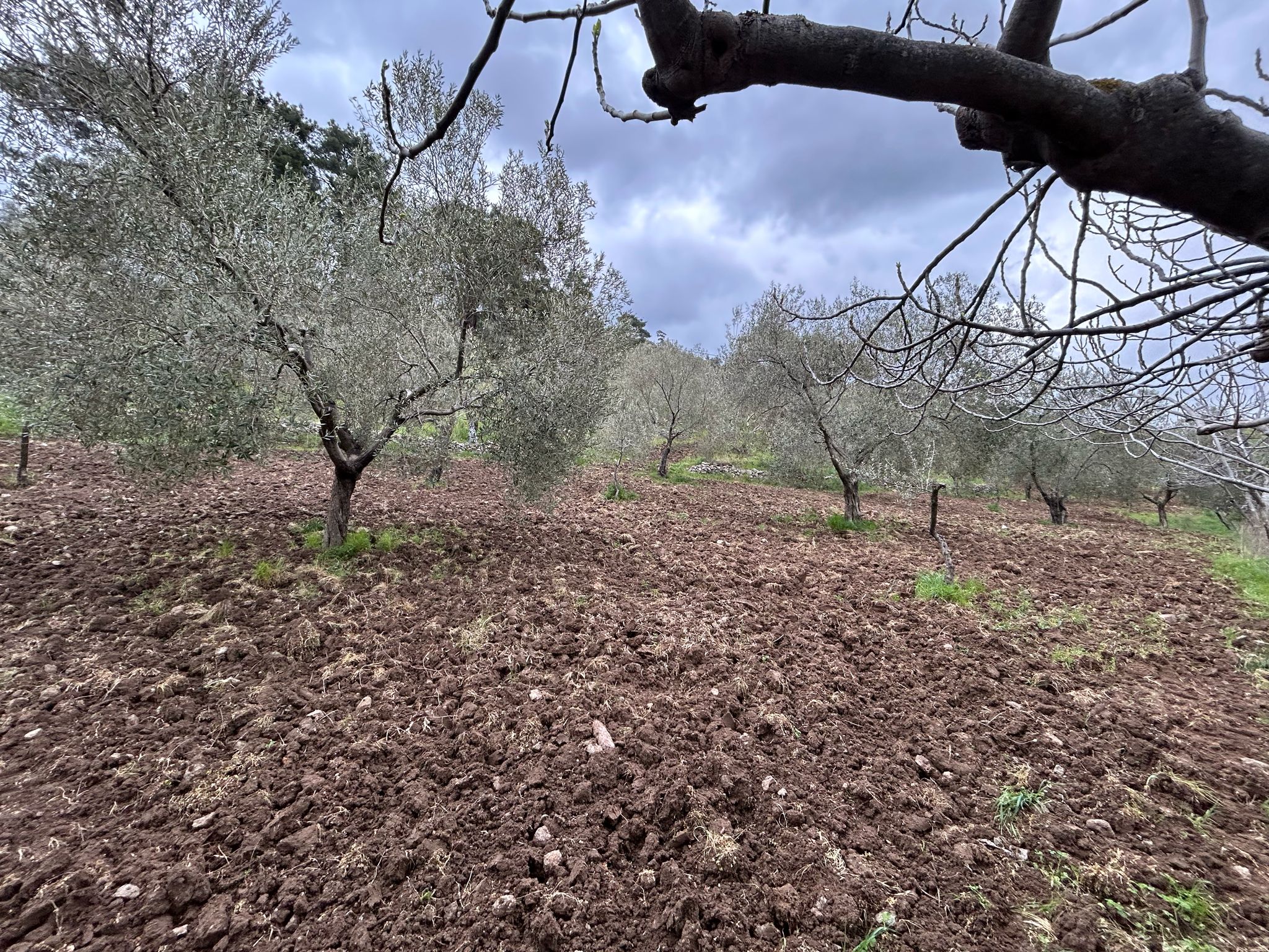 Balıkesir Edremit Karayoluna Cepheli 4 Dönüm Tarla