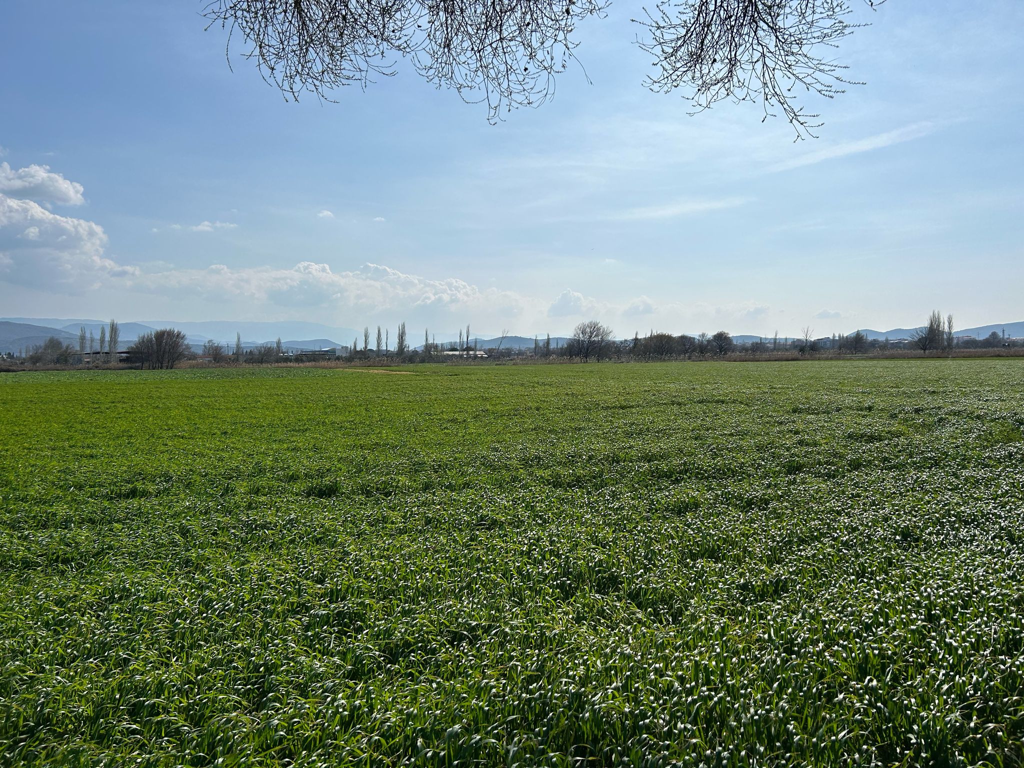 Geriş'te 15 Dönüm Satılık Tarla