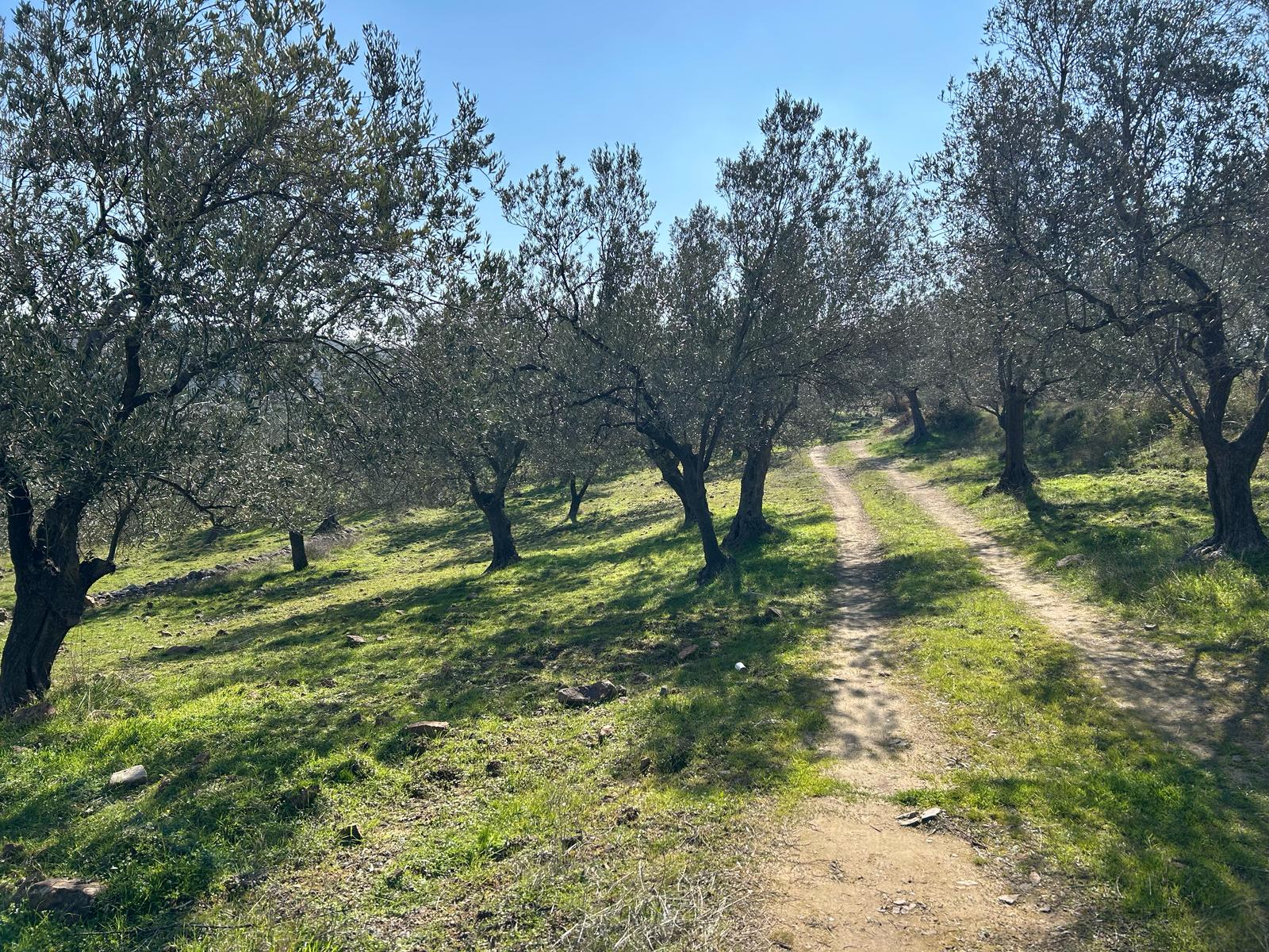 DERELİ'DE SATILIK 9939 M2 ANAYOL CEPHELİ ZEYTİNLİK