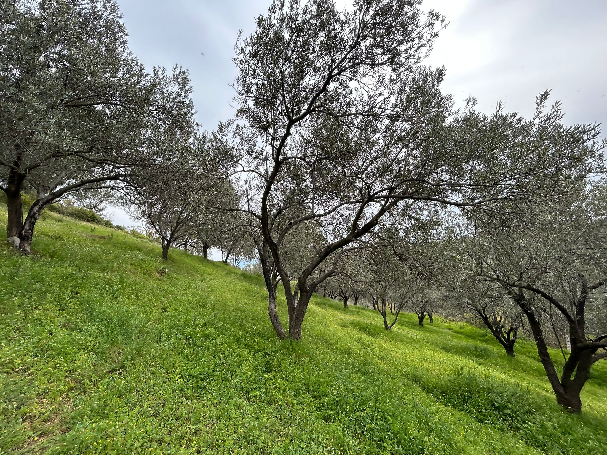BALIKESİR EDREMİTİN EN GÖZDE KÖYÜNDE SATILIK 2 DÖNÜM ZEYTİNLİK