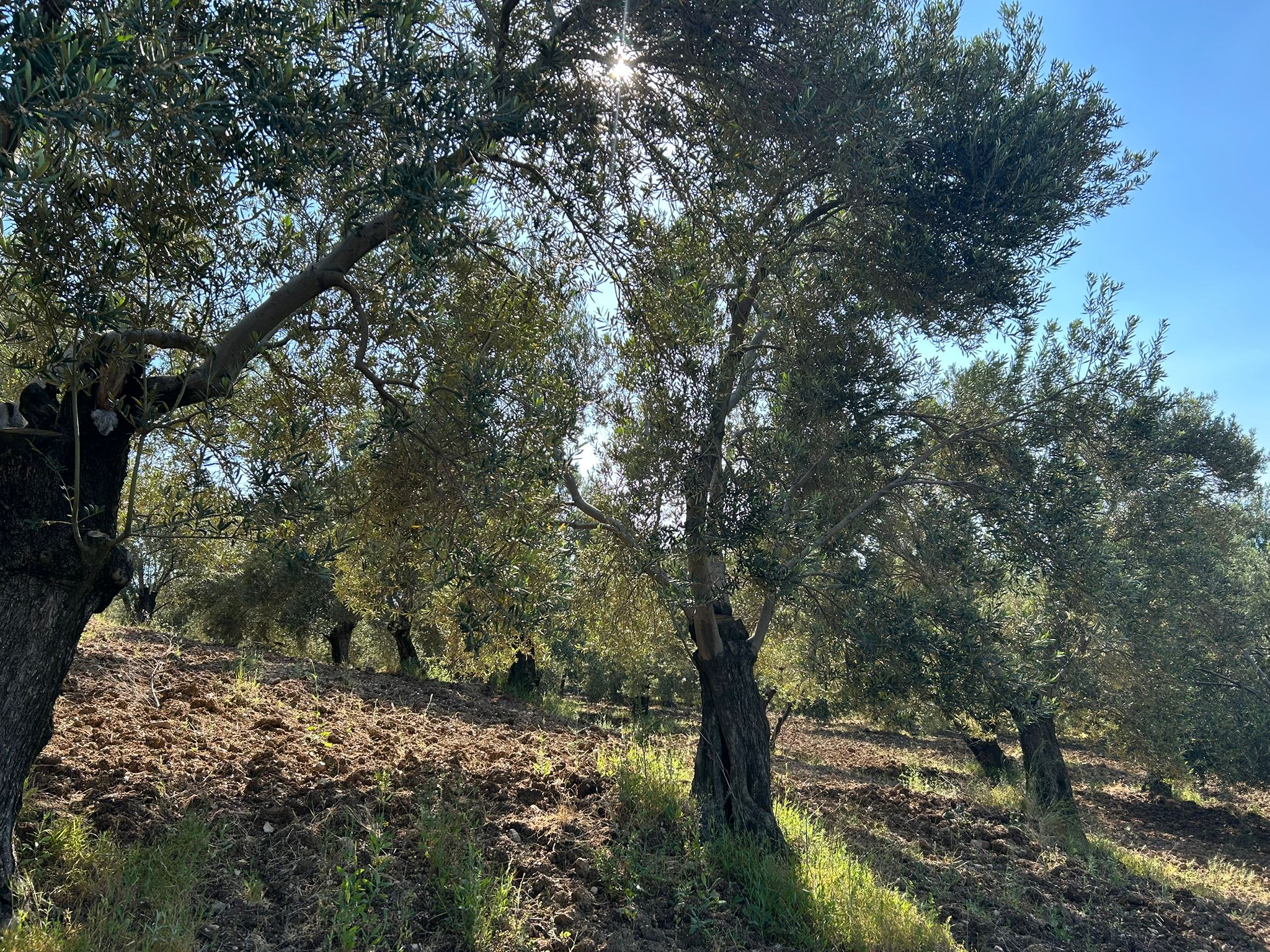 Köylüce 'de Satılık 12.728 M2 Zeytinlik