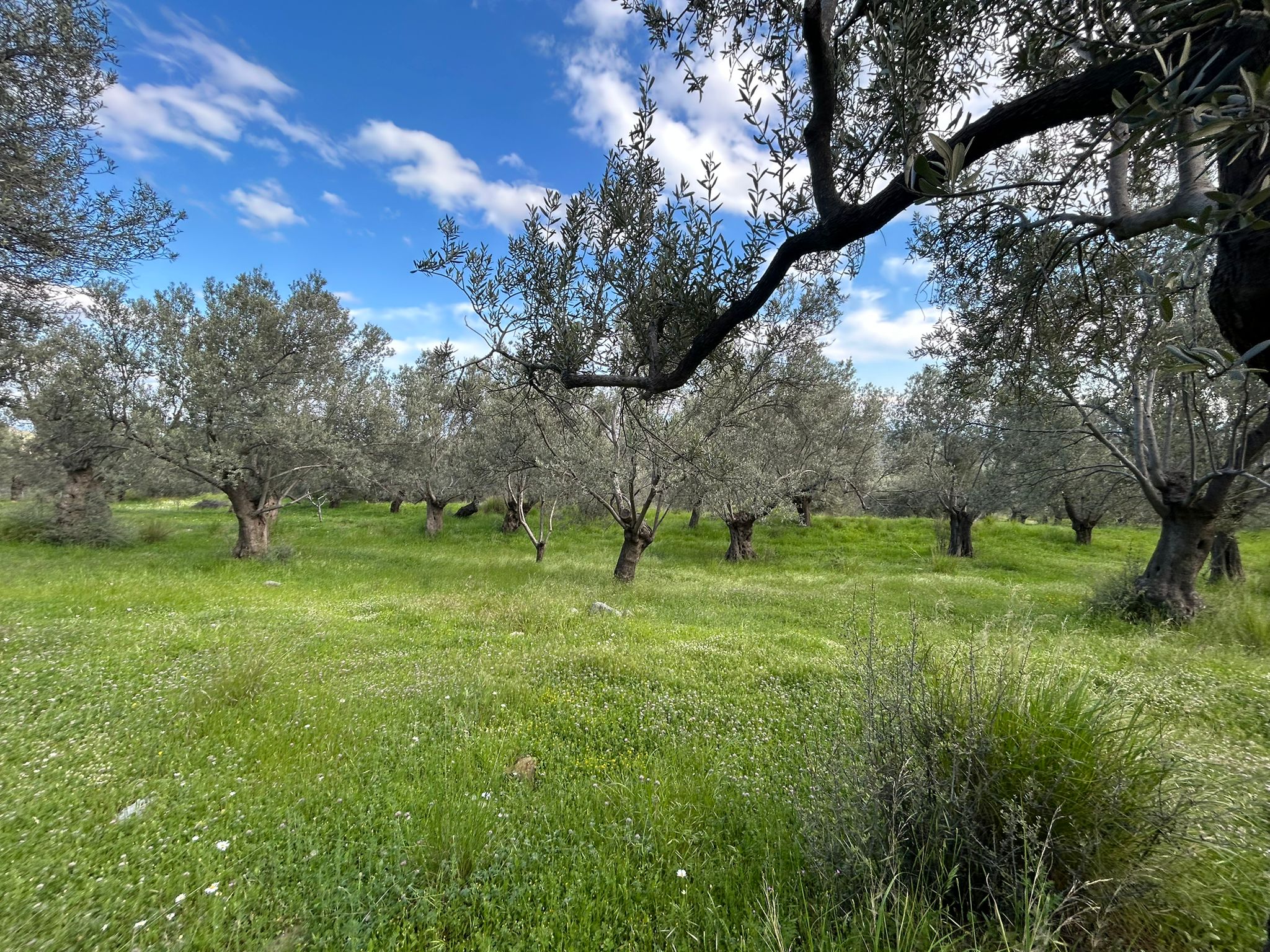 BALIKESİR EDREMİT KIZILKEÇİLİ’DE SATILIK ZEYTİNLİK – DENİZ MANZARALI