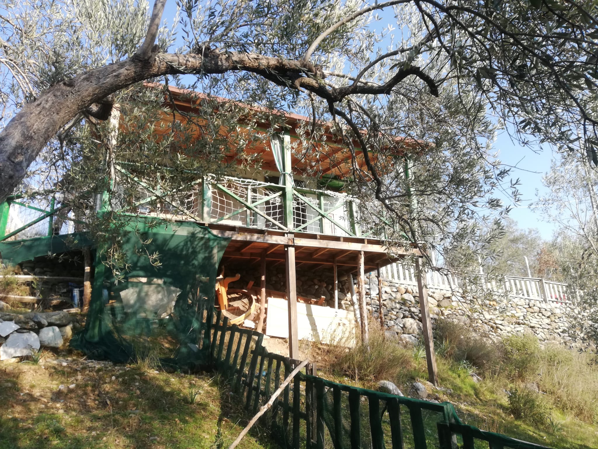 Kızılkeçili 'de Satılık 3 Dönüm Harika Zeytinlik