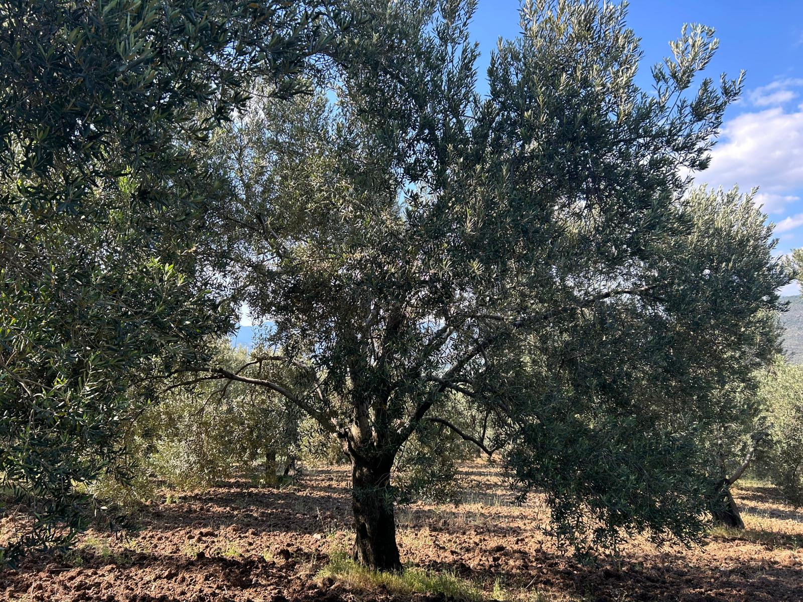 Köylüce 'de Satılık 12.728 M2 Zeytinlik