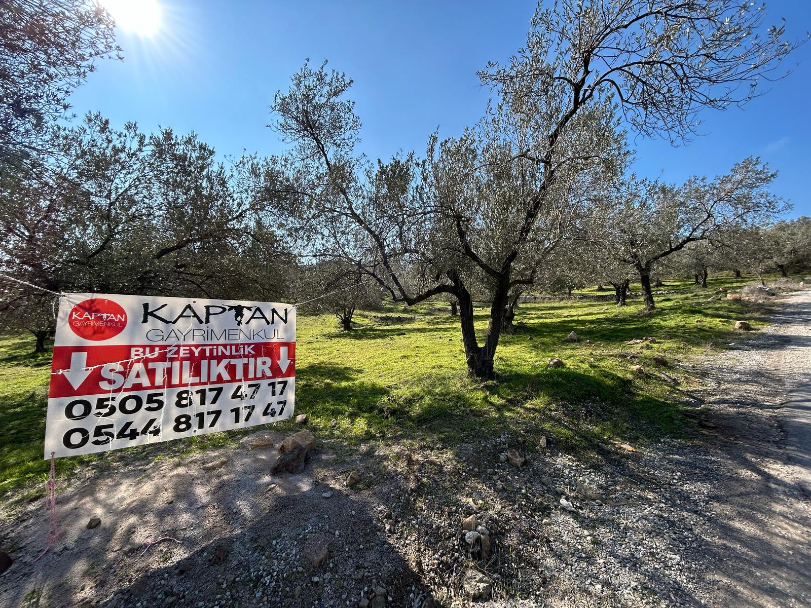 DERELİ'DE SATILIK 9939 M2 ANAYOL CEPHELİ ZEYTİNLİK