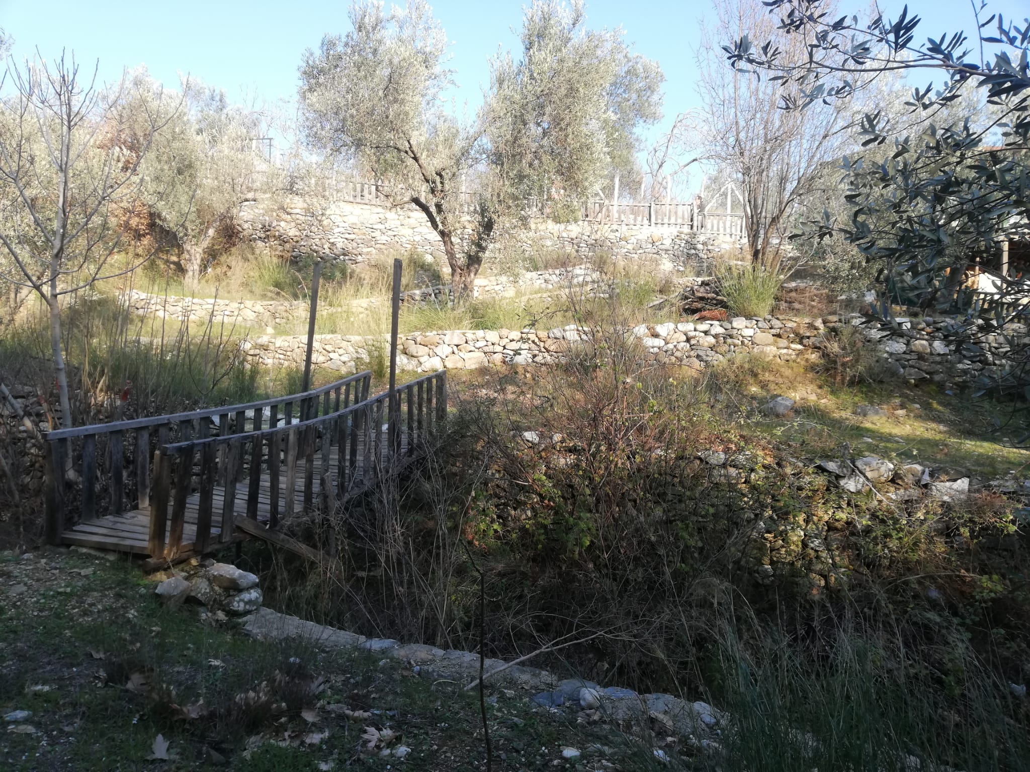 Kızılkeçili 'de Satılık 3 Dönüm Harika Zeytinlik