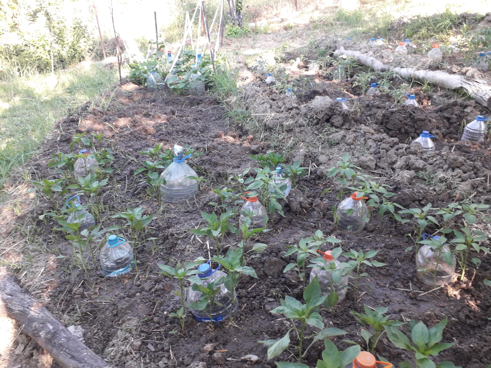 ALTINOLUK’TA HOBİ HABÇESİ ZEYTİNLİK