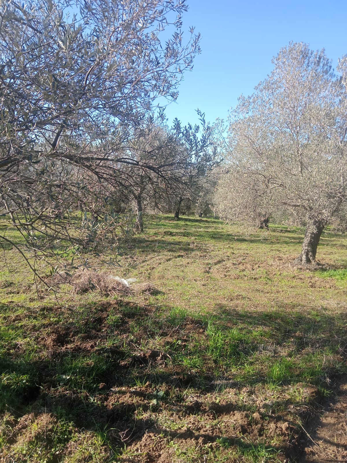 Sarnıç'ta 2,5 Dönüm Satılık Zeytinlik