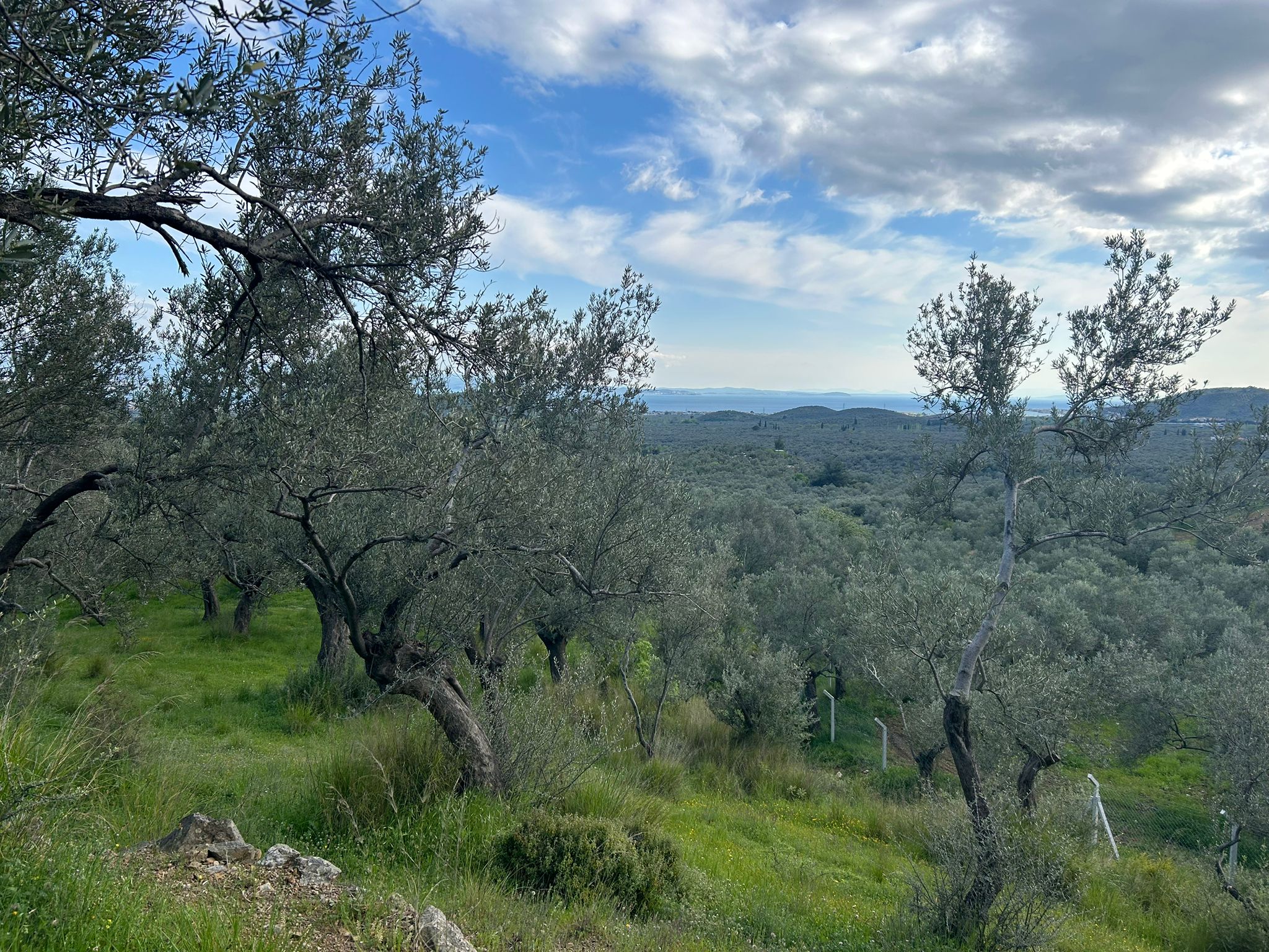 BALIKESİR EDREMİT KIZILKEÇİLİ’DE SATILIK ZEYTİNLİK – DENİZ MANZARALI
