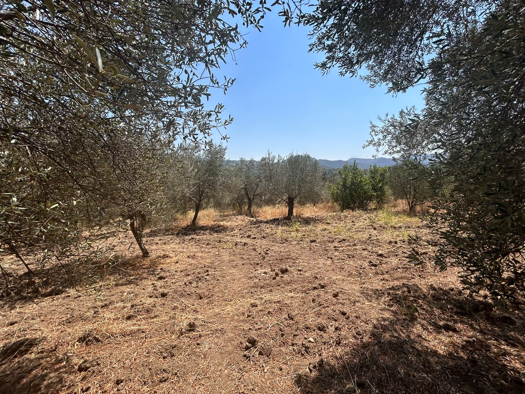 BALIKESİR HAVRAN SARNIÇ MAHALLESİNDE SATILIK 2.938 m² ZEYTİNLİK