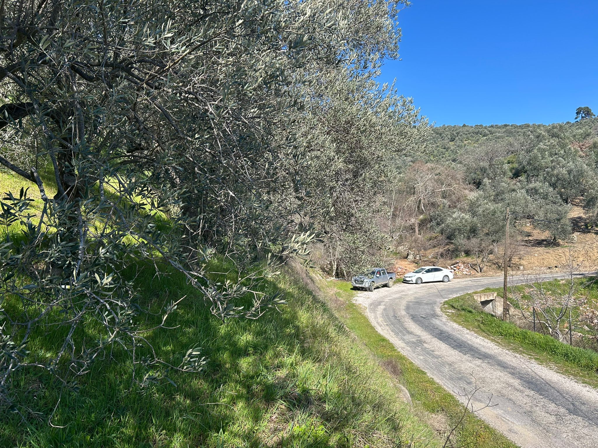 ÇANAKKALE AYVACIK ADATEPE'DE 16.580 m² DENİZ MANZARALI SATILIK ZEYTİNLİK