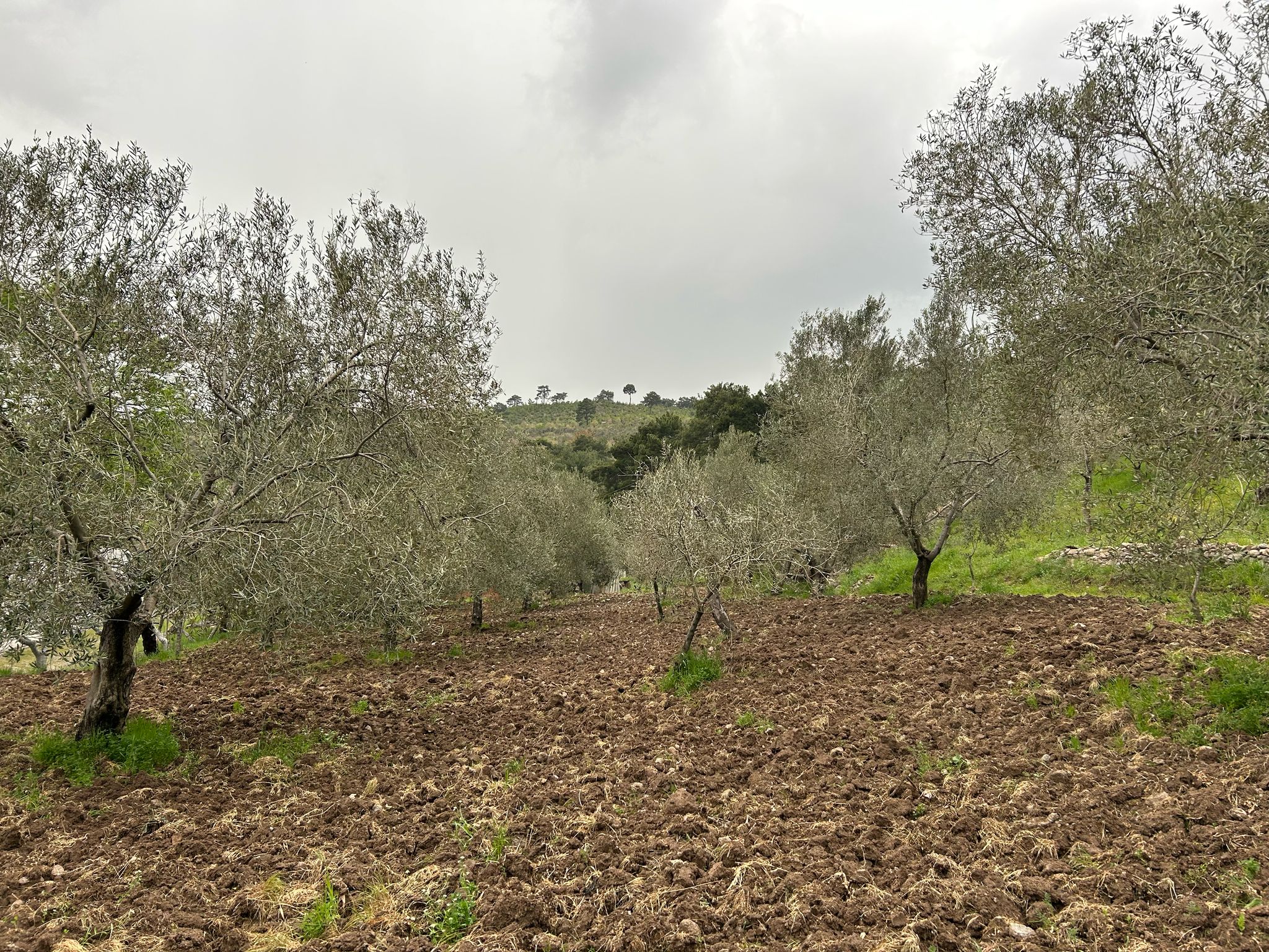 Balıkesir Edremit Karayoluna Cepheli 4 Dönüm Tarla