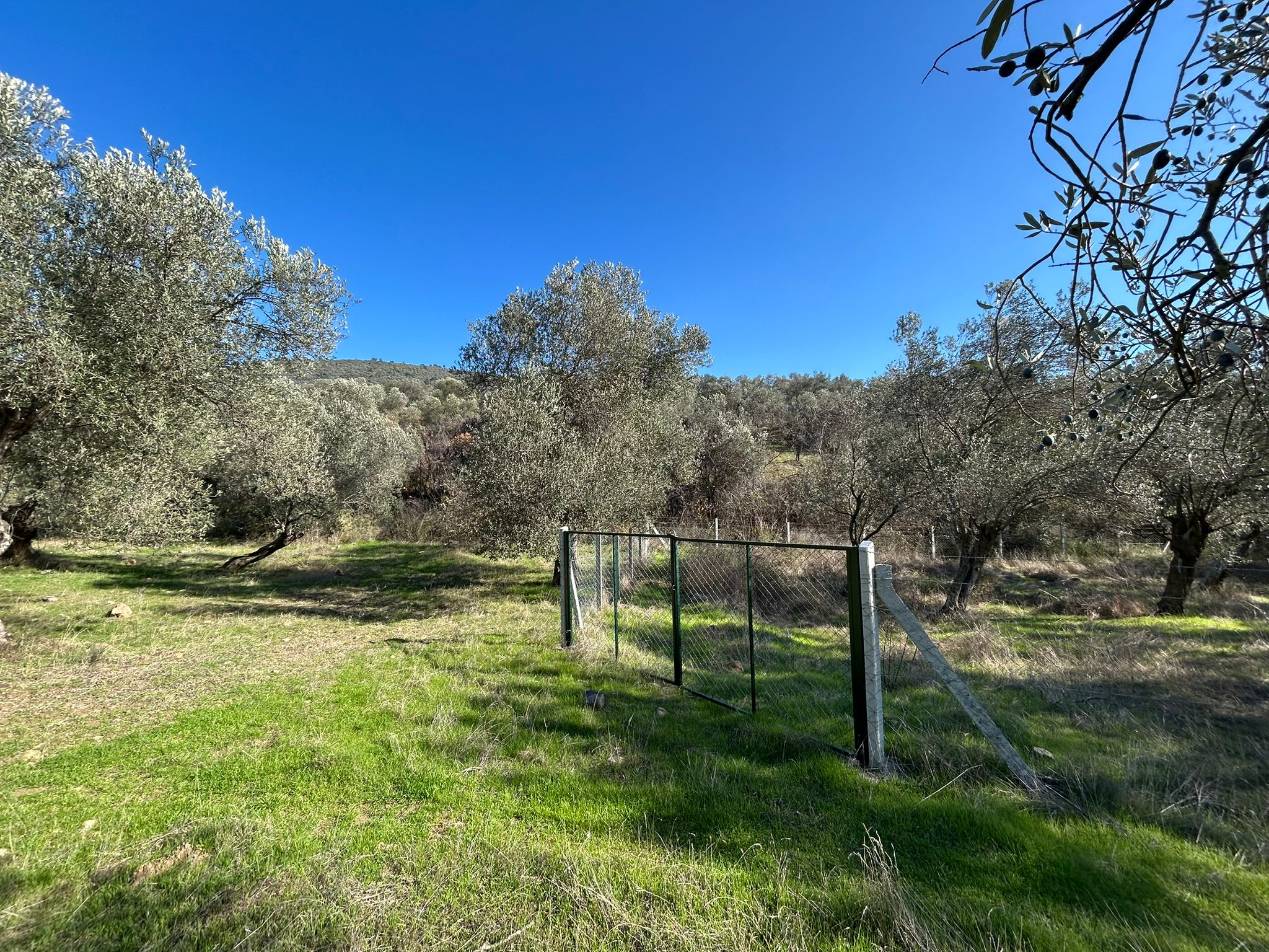 İNÖNÜ'DE SATILIK 1 DÖNÜM FIRSAT ZEYTİNLİK