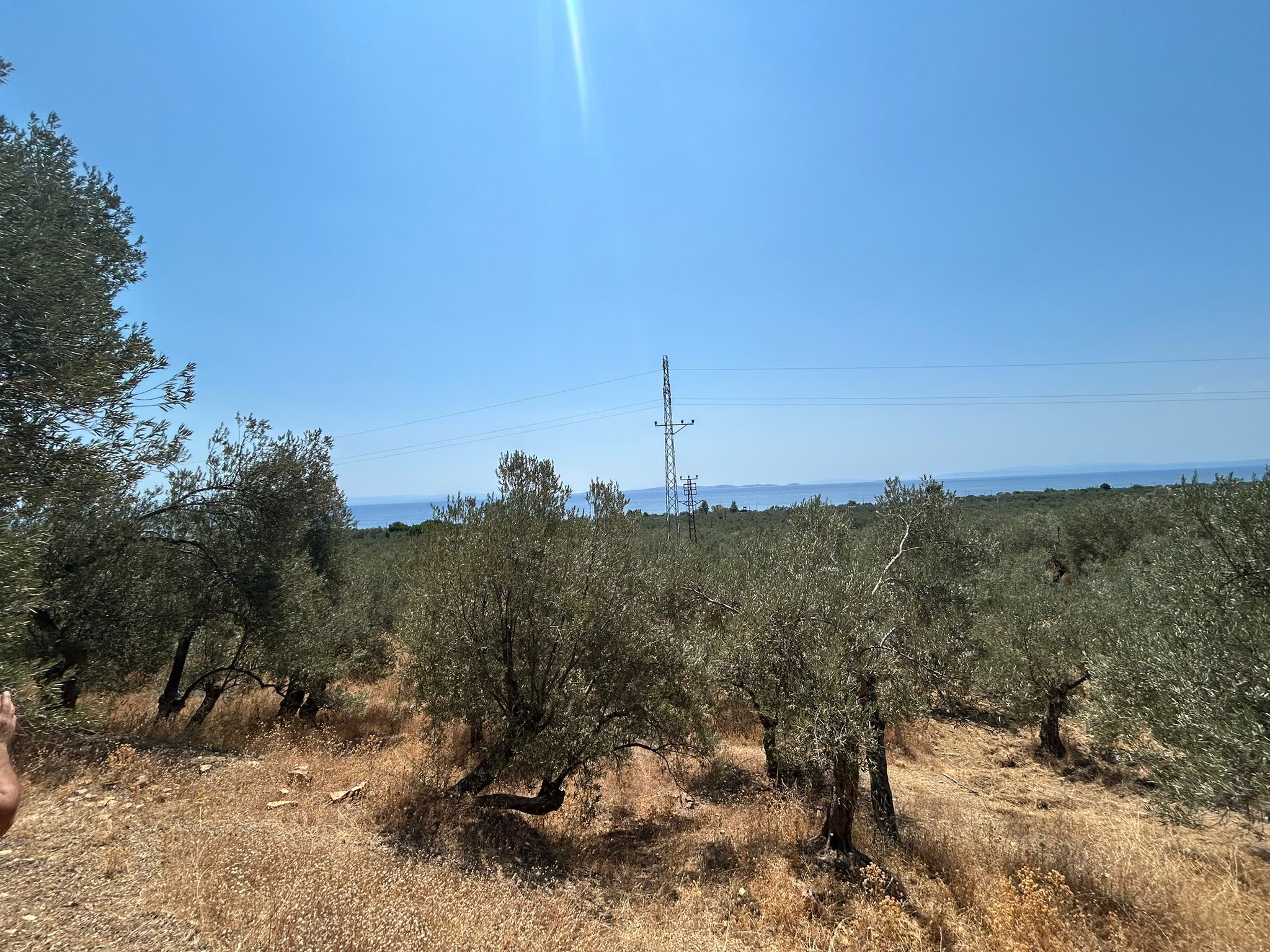 Asos 'ta 350 M2 Satılık Zeytinlik