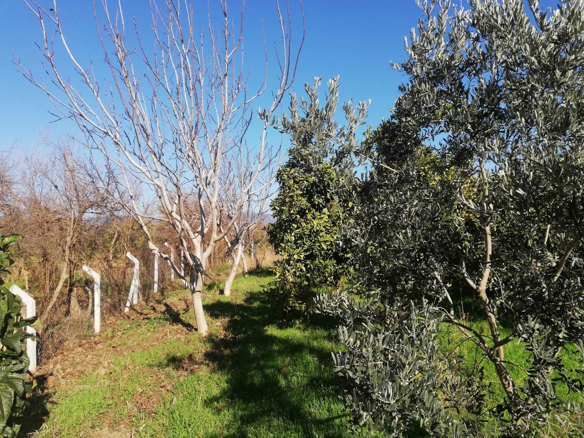 Tekke 'de 2 Dönümlük Hobi Bahçesi
