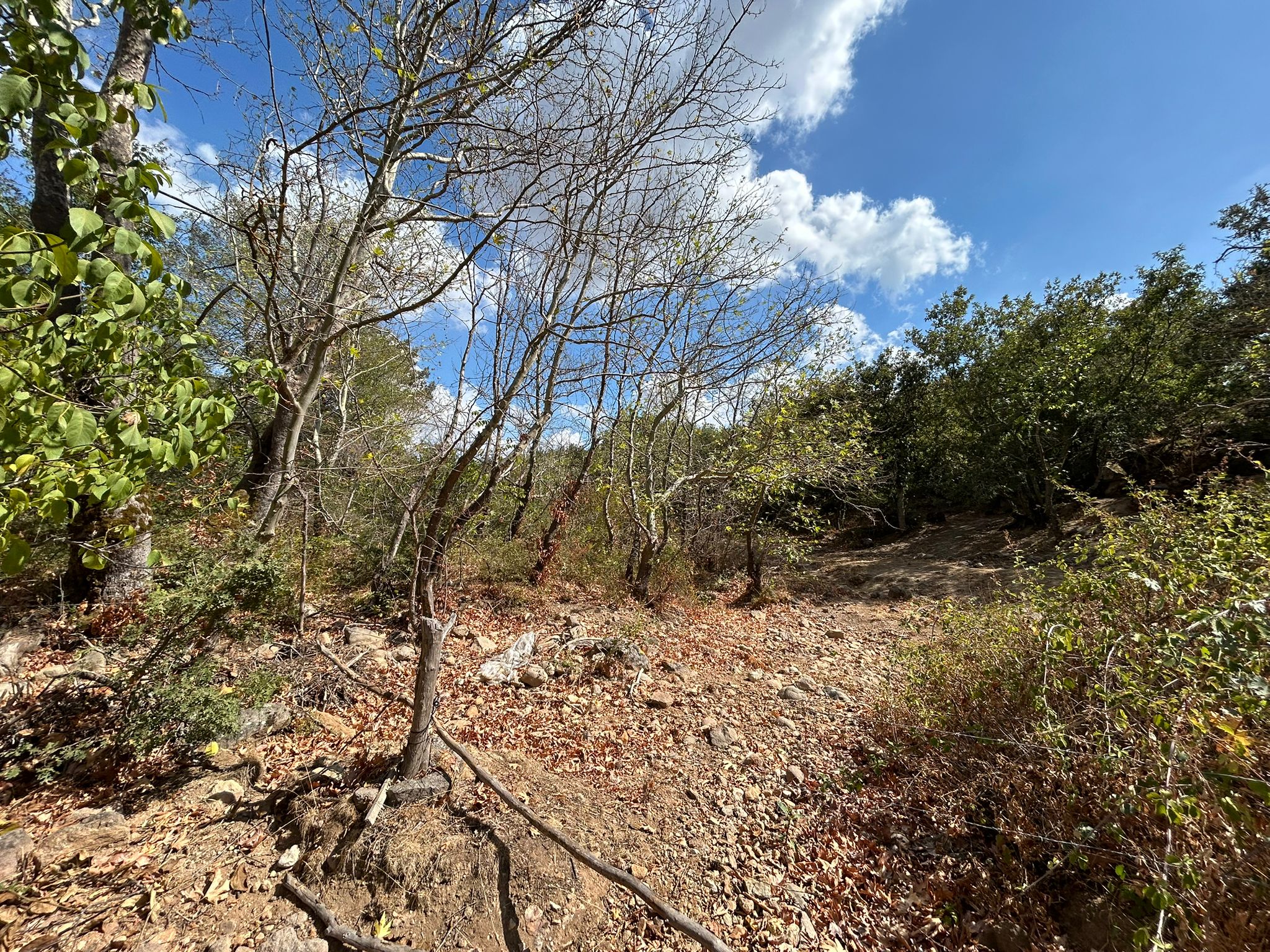 KÜÇÜKŞAPÇIDA SATILIK 3.3 DÖNÜM TARLA