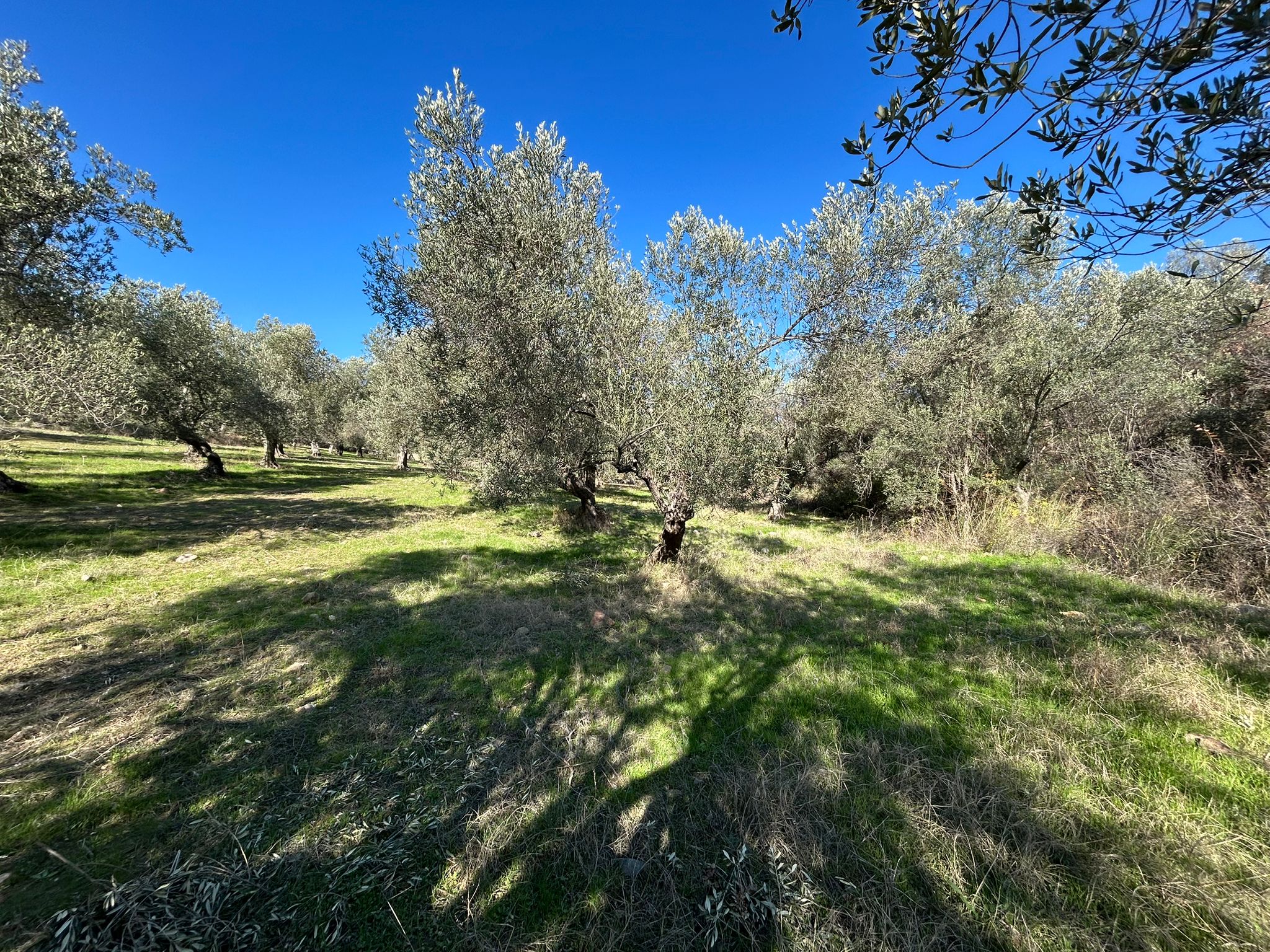 İNÖNÜ'DE SATILIK 1 DÖNÜM FIRSAT ZEYTİNLİK