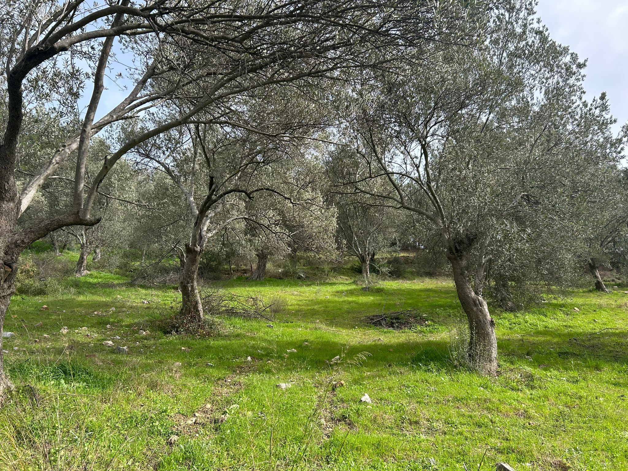 KARAAĞAÇ’TA SATILIK 9.724 M² ZEYTİNLİK, DERMAN KAPLICALARINA 300 Metre