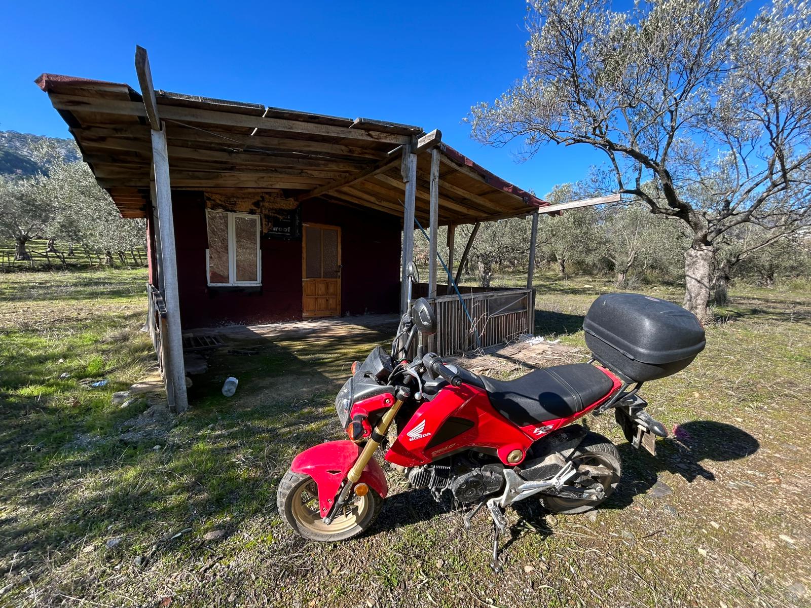 Dereli 'de Satılık 3659 M2 Müstakil Tapulu Zeytinlik