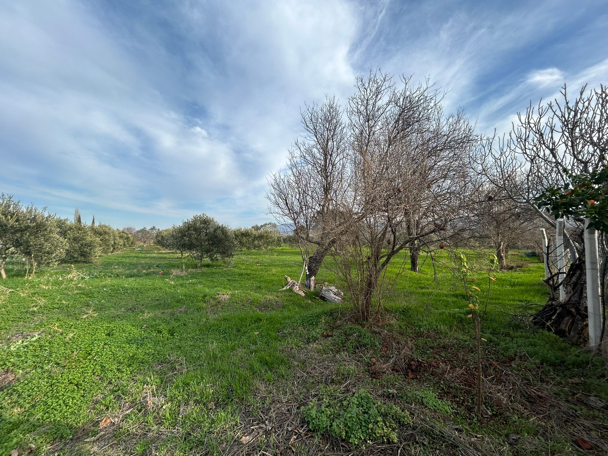 HAVRAN-TEKKE'DE Satılık 5 DÖNÜM FIRSAT MANDALİNLİK