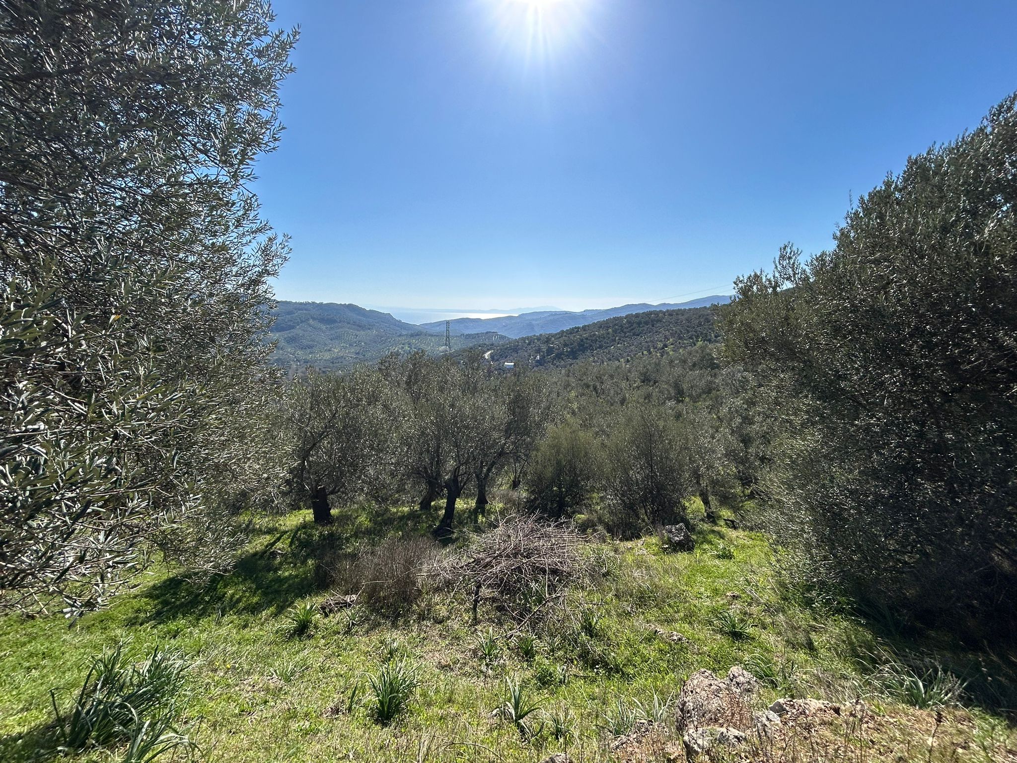 ÇANAKKALE AYVACIK ADATEPE'DE 16.580 m² DENİZ MANZARALI SATILIK ZEYTİNLİK