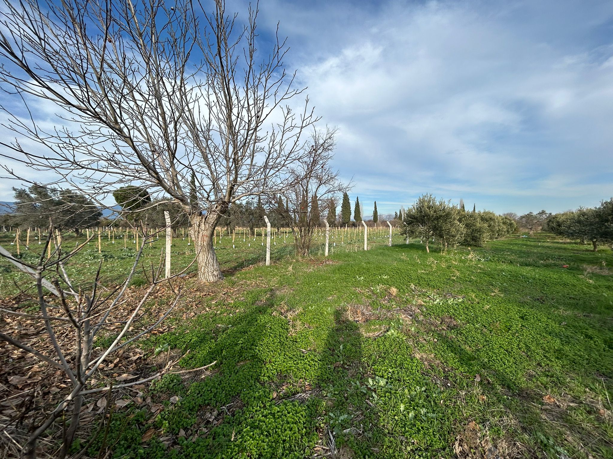 HAVRAN-TEKKE'DE Satılık 5 DÖNÜM FIRSAT MANDALİNLİK