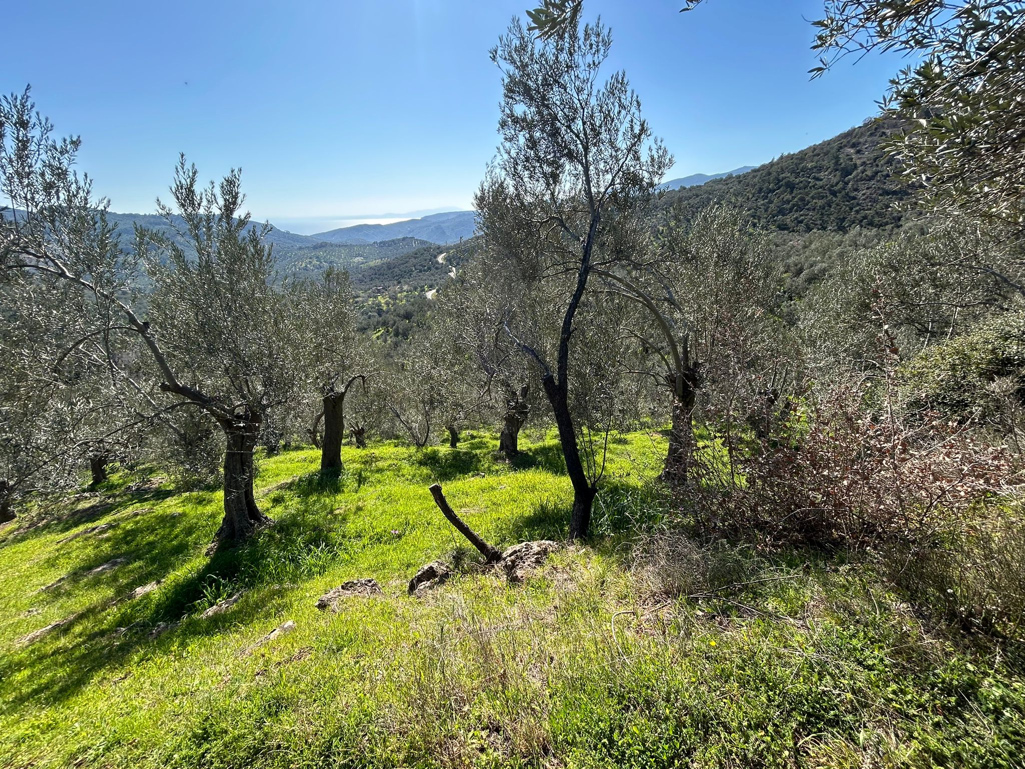ÇANAKKALE AYVACIK ADATEPE'DE 16.580 m² DENİZ MANZARALI SATILIK ZEYTİNLİK