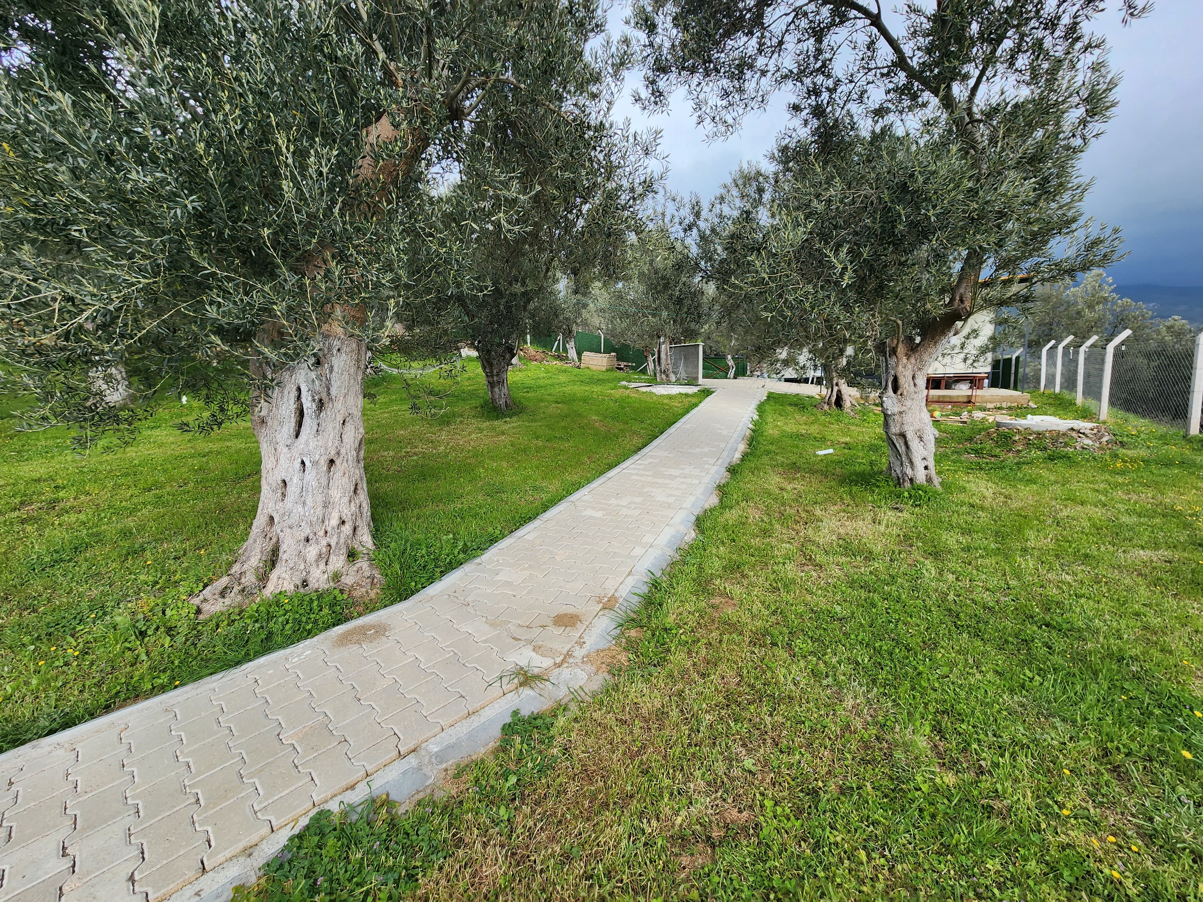 ZEYTİNLİ DE İÇİNDE EVİ OLAN SUYU VE ELEKTRİĞİ BULUNAN SATILIK ZEYTİNLİK