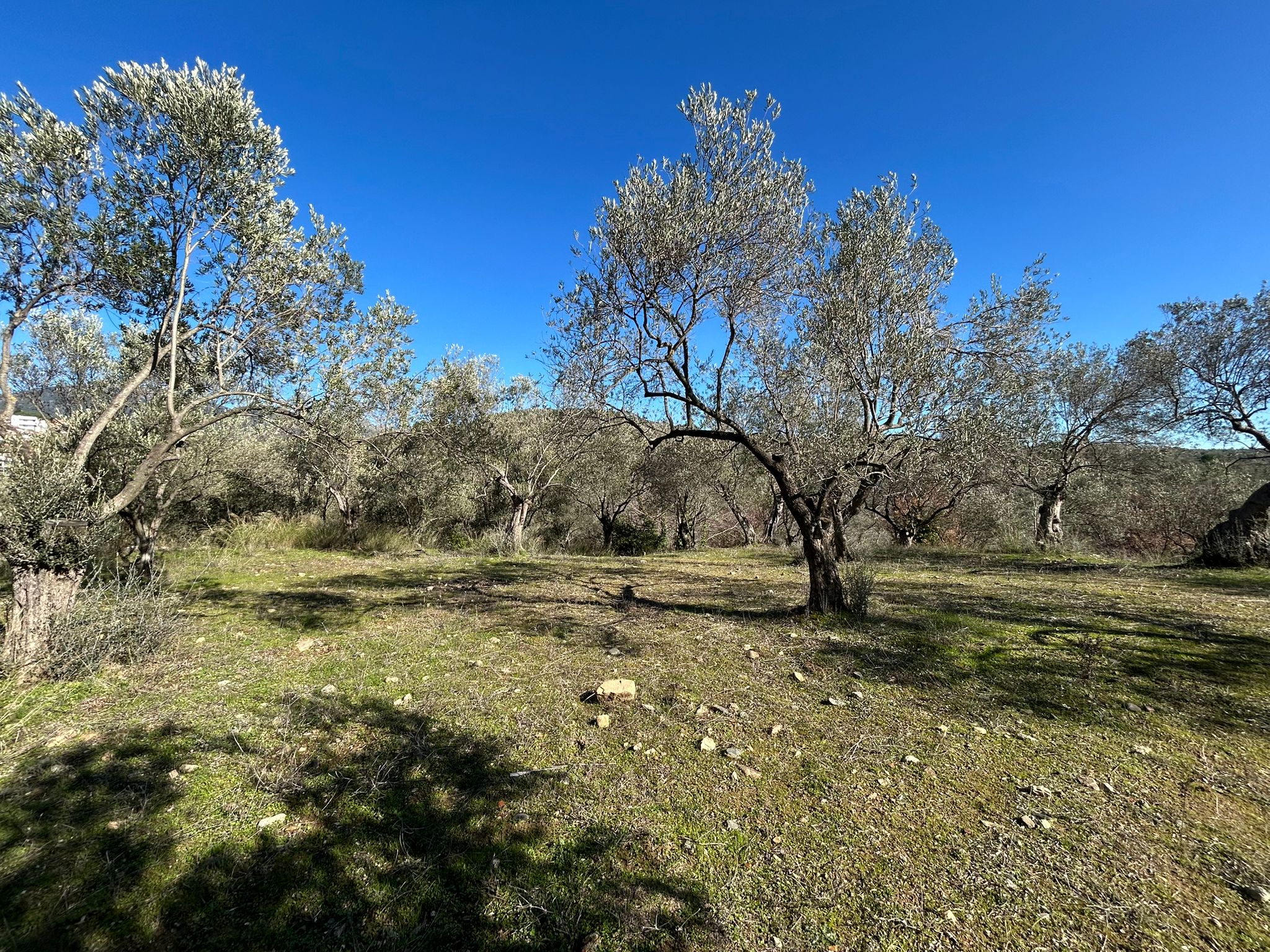 Dereli 'de Satılık 3659 M2 Müstakil Tapulu Zeytinlik