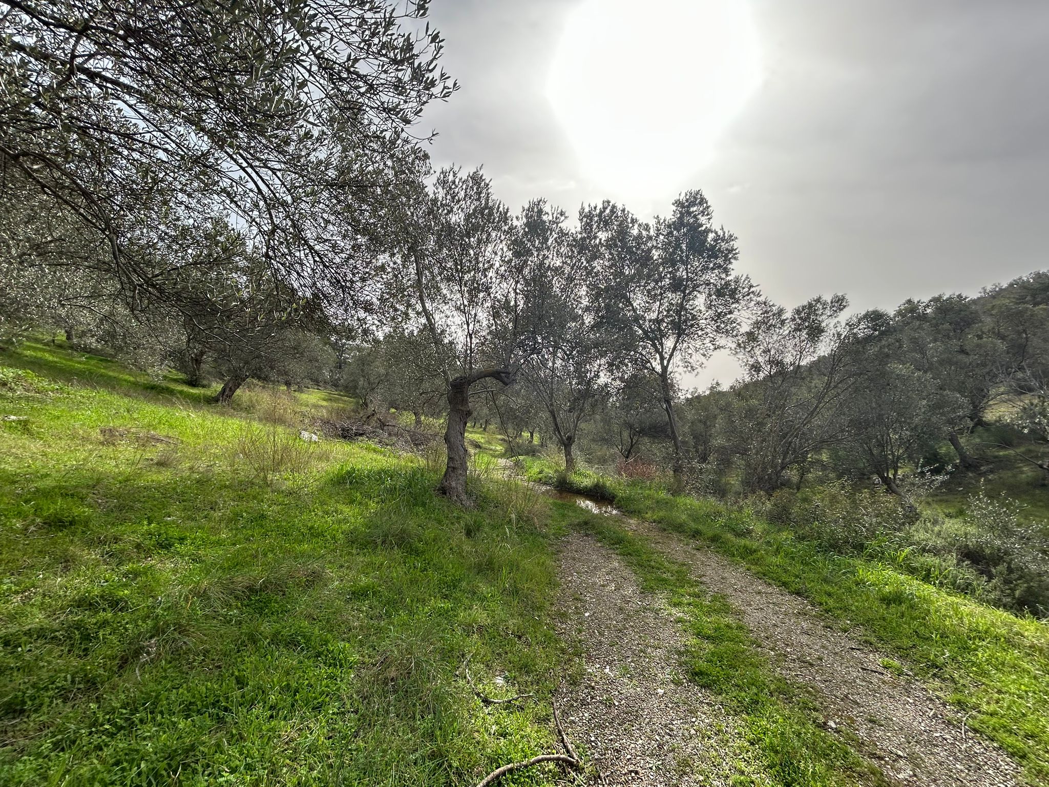 KARAAĞAÇ’TA SATILIK 9.724 M² ZEYTİNLİK, DERMAN KAPLICALARINA 300 Metre