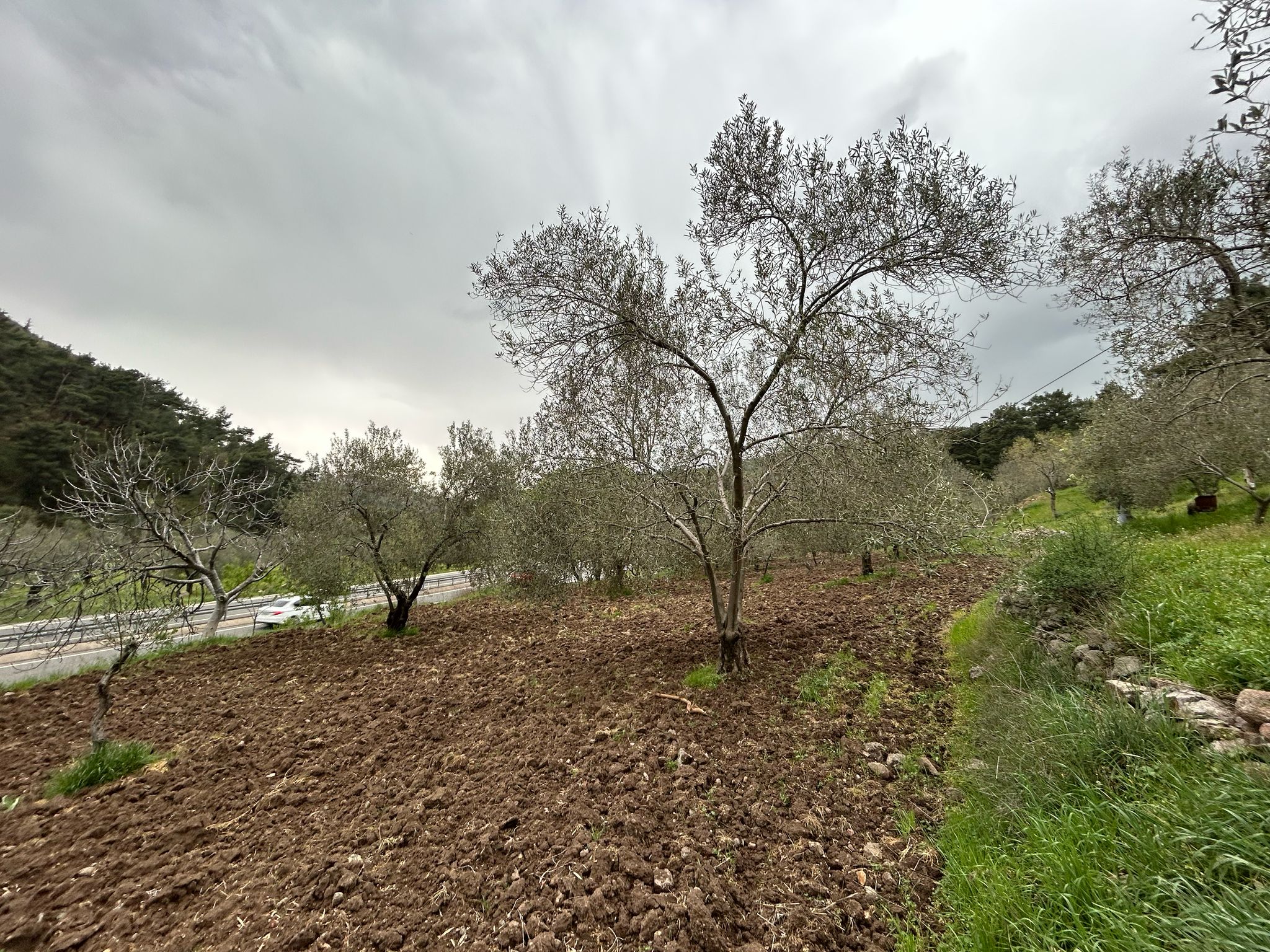 Balıkesir Edremit Karayoluna Cepheli 4 Dönüm Tarla