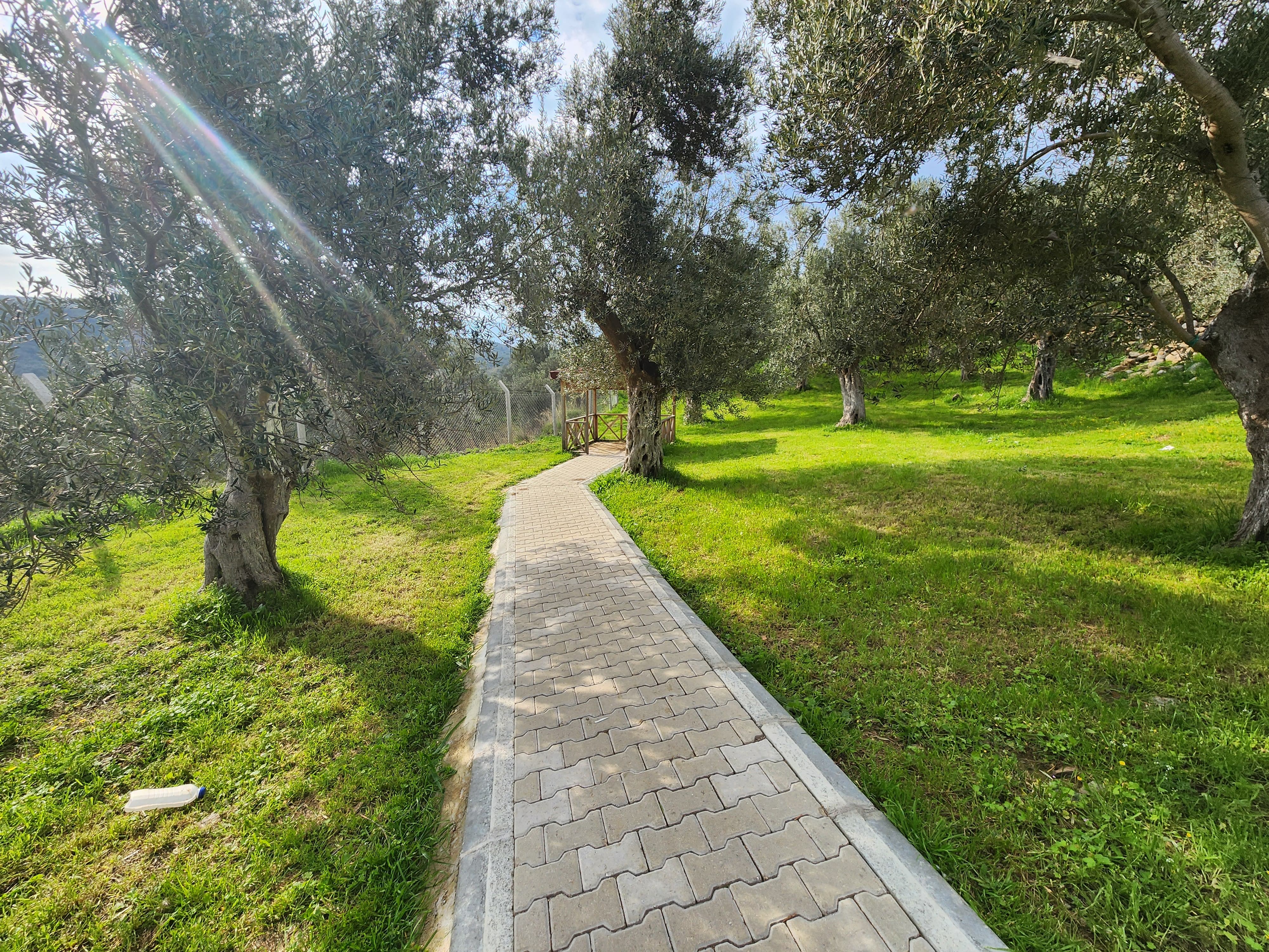 ZEYTİNLİ DE İÇİNDE EVİ OLAN SUYU VE ELEKTRİĞİ BULUNAN SATILIK ZEYTİNLİK