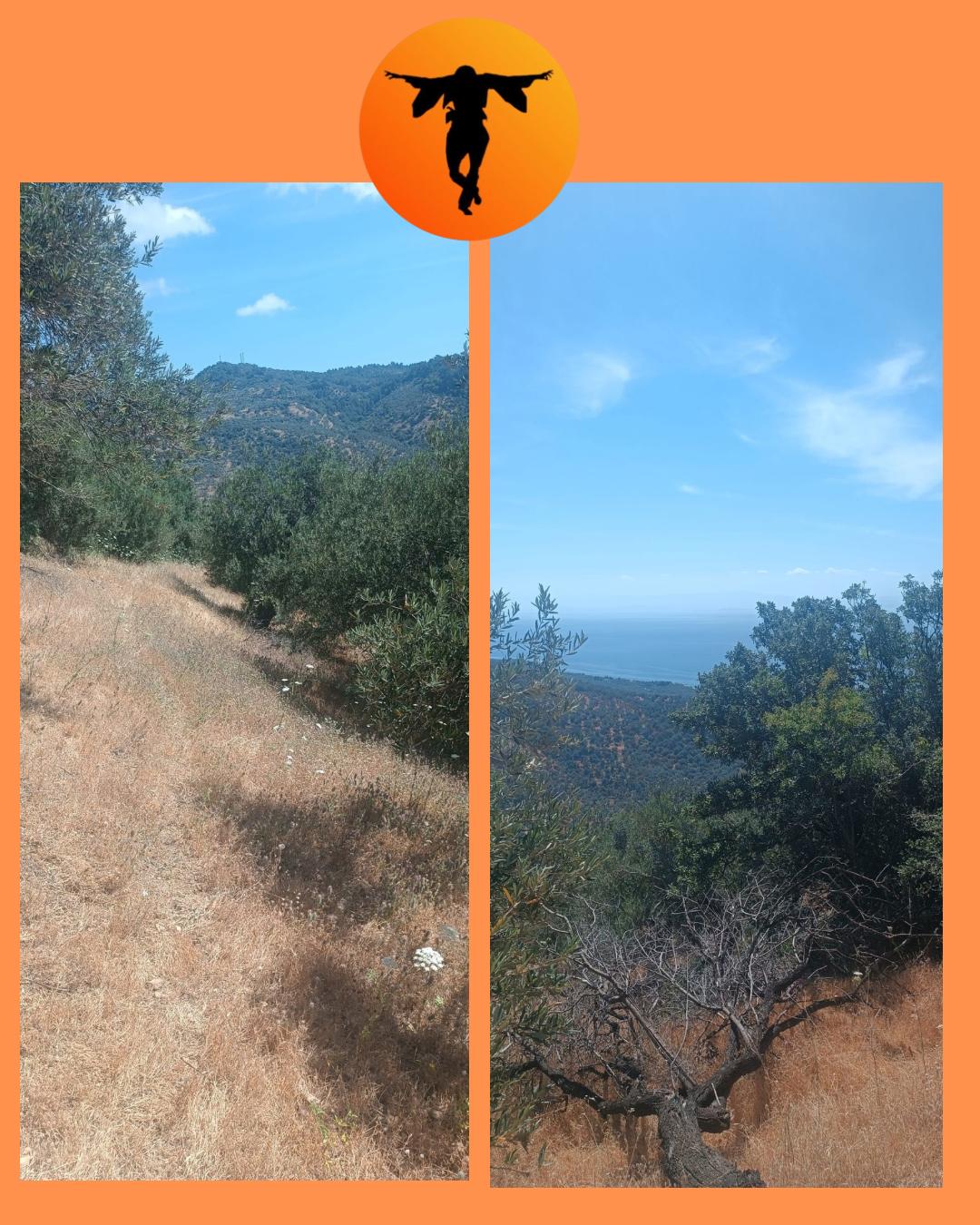 ÇANAKKALE AYVACIK ARIKLI’DA SATILIK 1,5 DÖNÜM  ZEYTİNLİK HİSSESİ