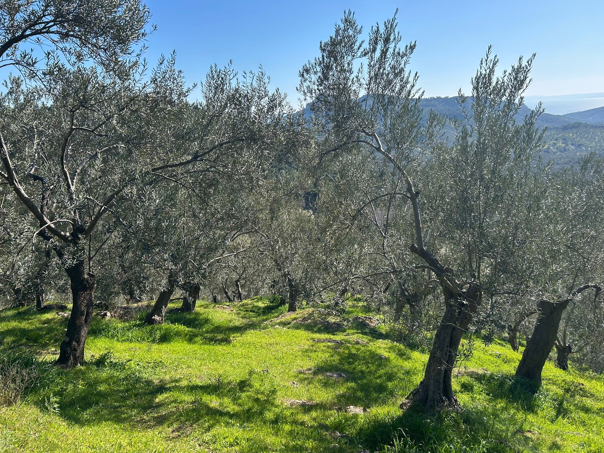 ÇANAKKALE AYVACIK ADATEPE'DE 16.580 m² DENİZ MANZARALI SATILIK ZEYTİNLİK