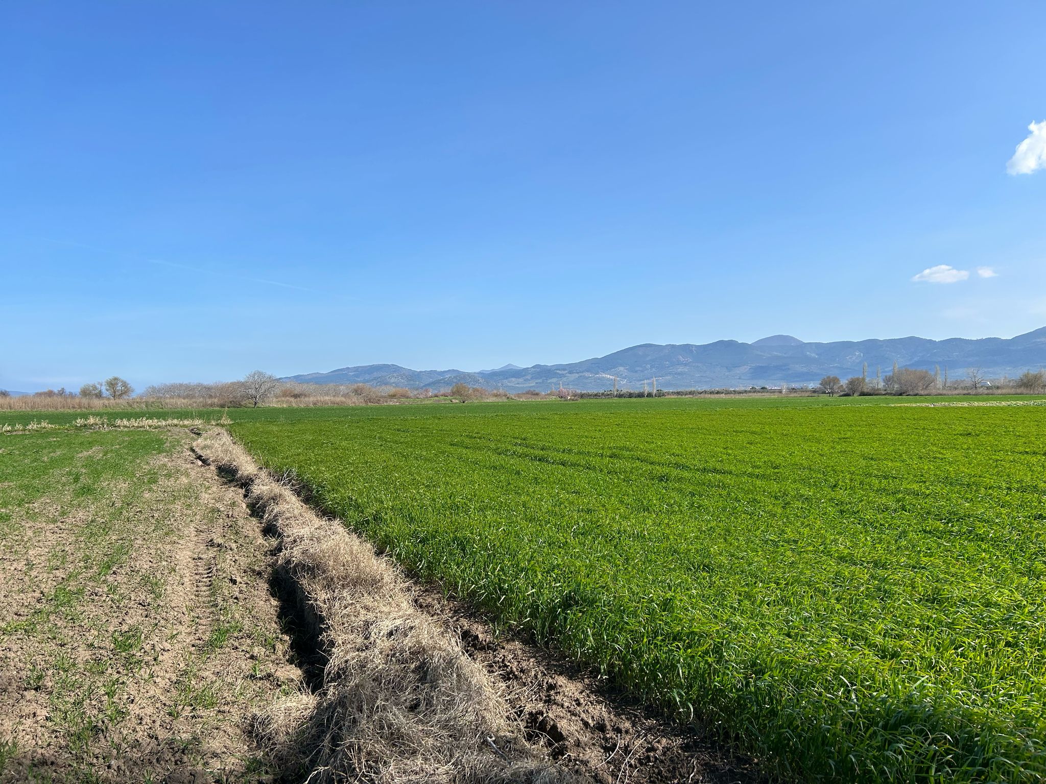 Geriş'te 15 Dönüm Satılık Tarla