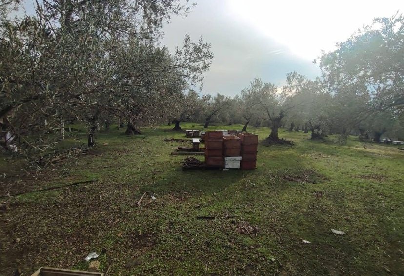 Balıkesir Edremit Kızılkeçili’de Satılık Zeytinlik