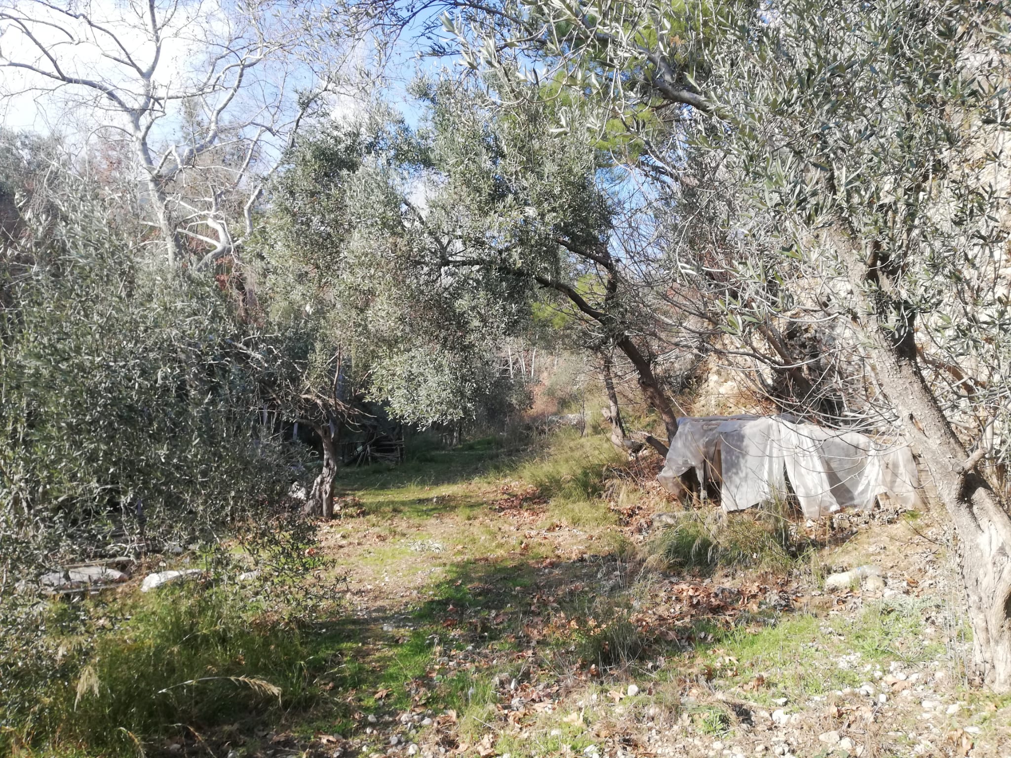 Kızılkeçili 'de Satılık 3 Dönüm Harika Zeytinlik