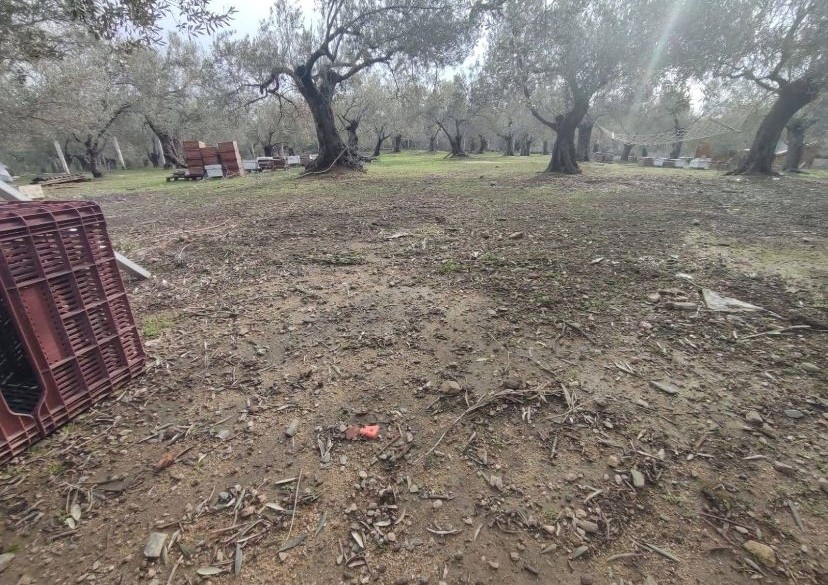 Balıkesir Edremit Kızılkeçili’de Satılık Zeytinlik