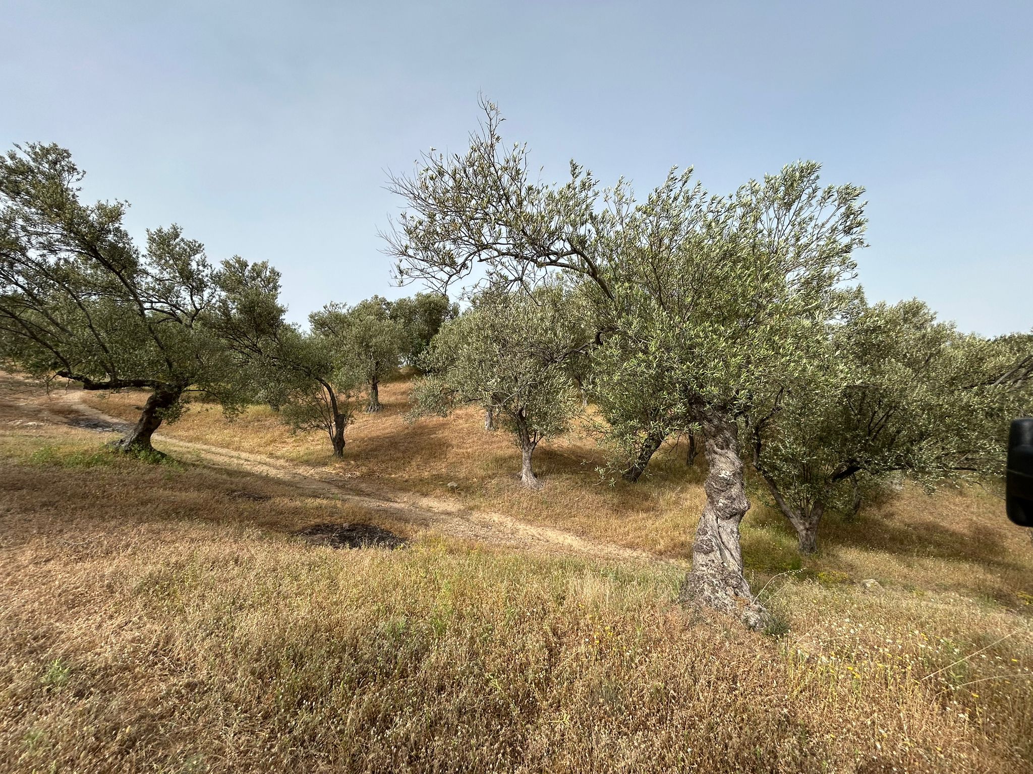 TAHTAKUŞLAR'DA SATILIK 459 M2 ZEYTİNLİK