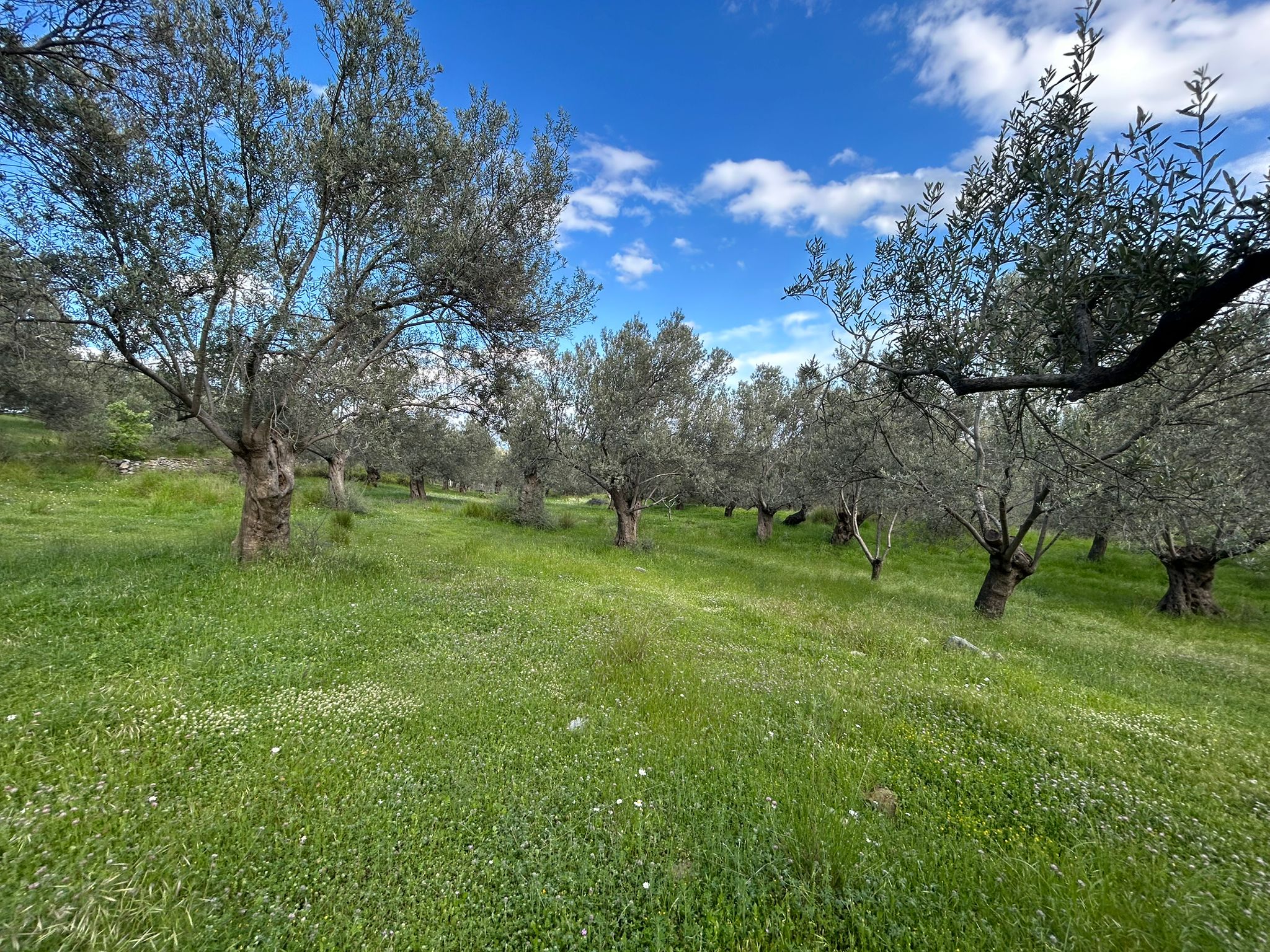 BALIKESİR EDREMİT KIZILKEÇİLİ’DE SATILIK ZEYTİNLİK – DENİZ MANZARALI