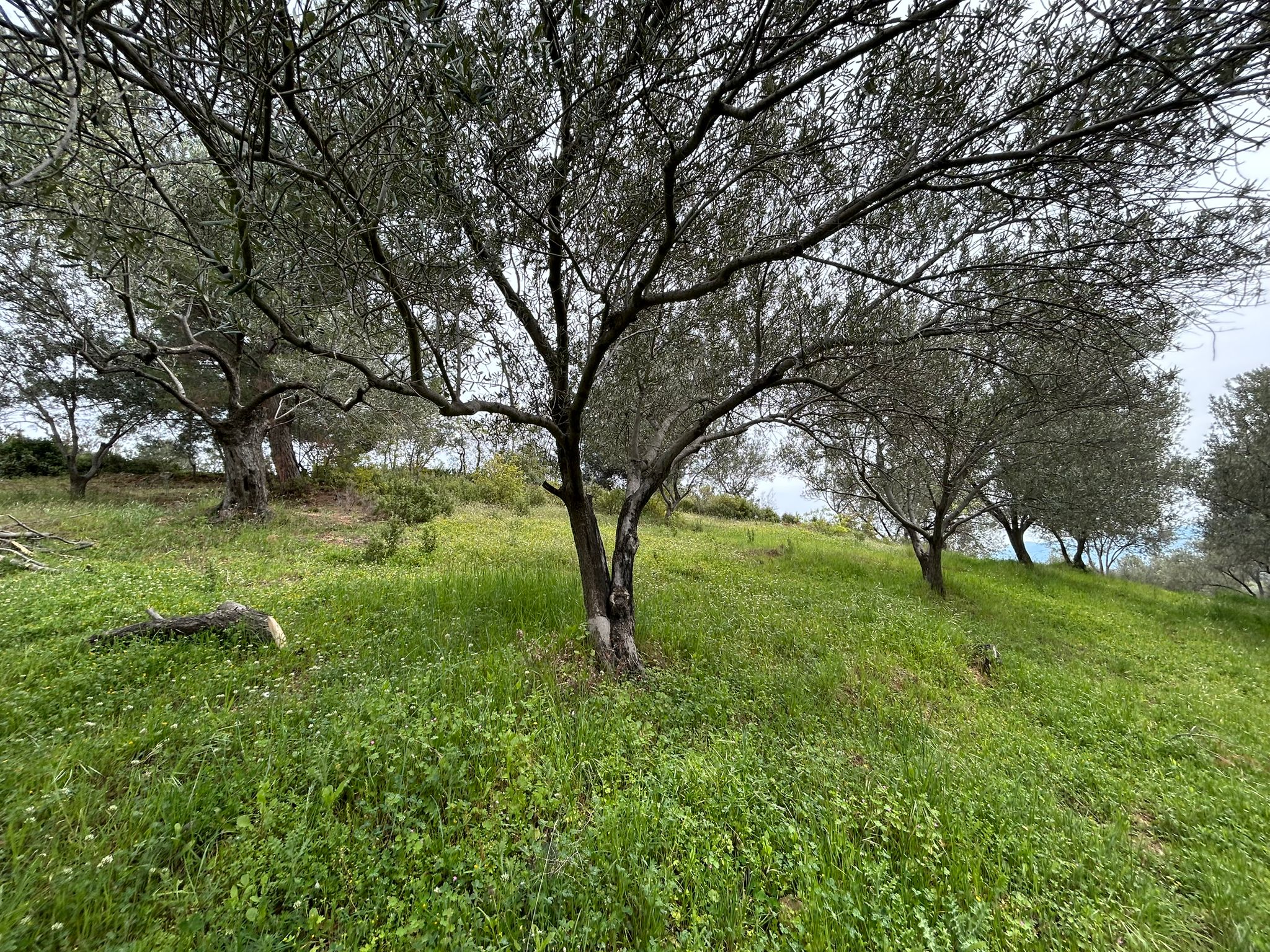 BALIKESİR EDREMİTİN EN GÖZDE KÖYÜNDE SATILIK 2 DÖNÜM ZEYTİNLİK